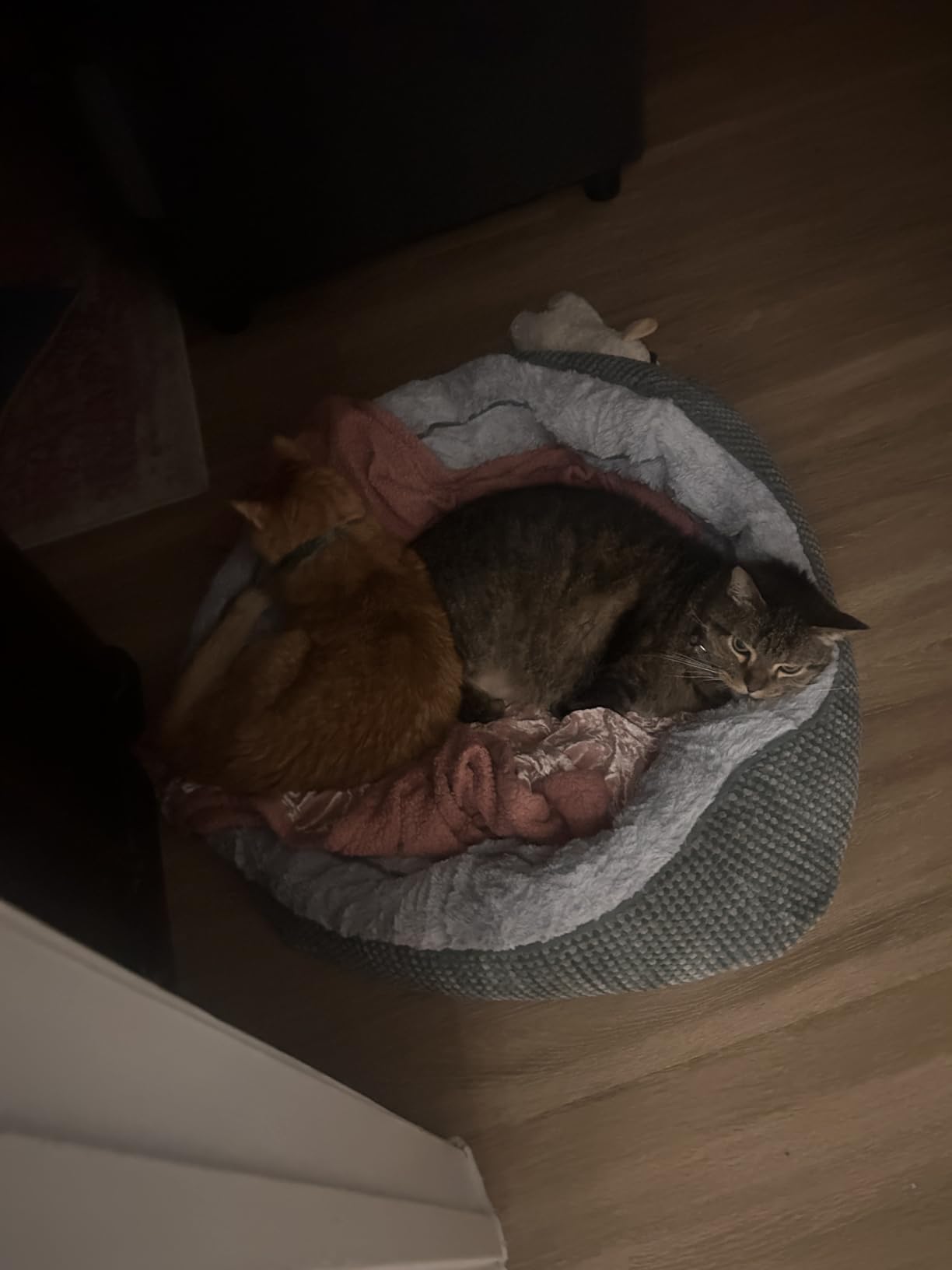 INVENHO Small Dog Bed for Small Dogs, Cat Beds for Indoor Cats Washable, Orthopedic Dog Bed, Warming Soft Calming Sleeping Puppy Bed Durable Pet Bed with Anti-Slip Bottom S(20