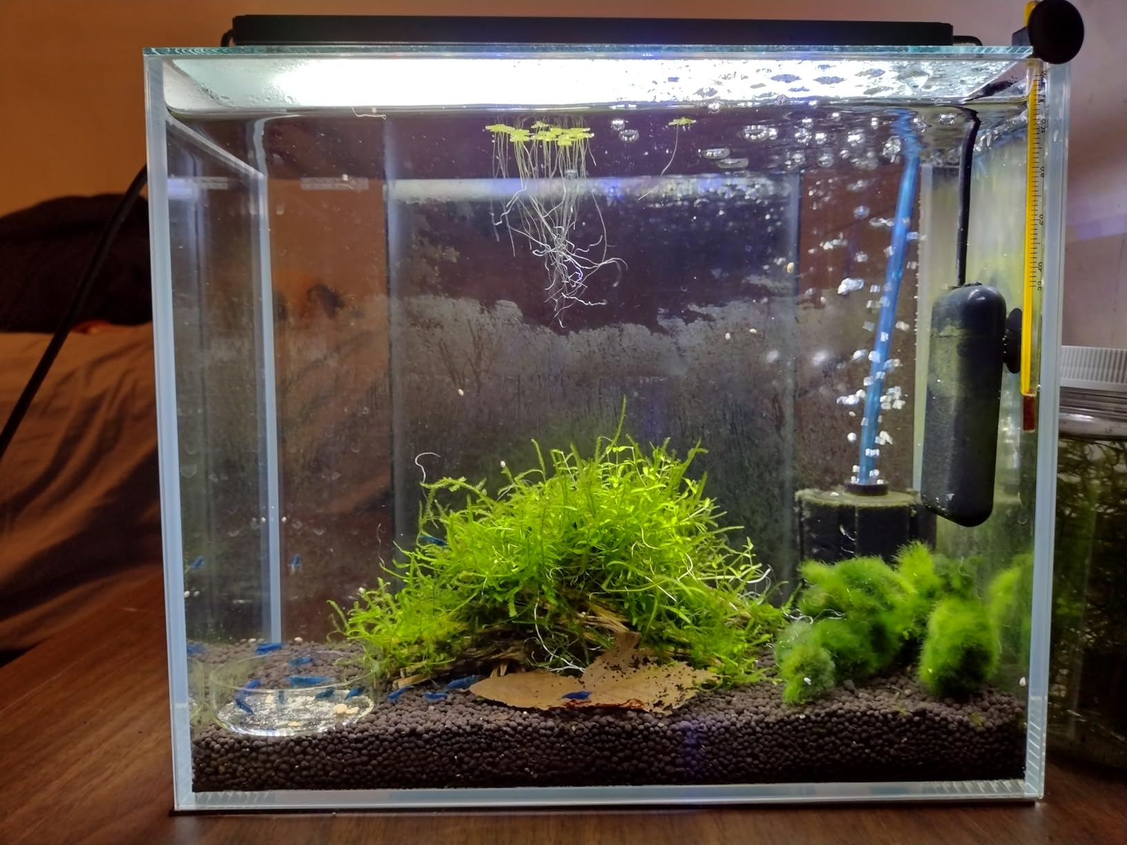 LYPHARD AQUARIUMS 15 Gallon Rimless Aquarium, Ultra Clear Glass Low Iron Rectangular Fish Tank L19.6×W13×H13.8 Inches Thickness 6mm with EVA Foam Mat Included customer photo 2