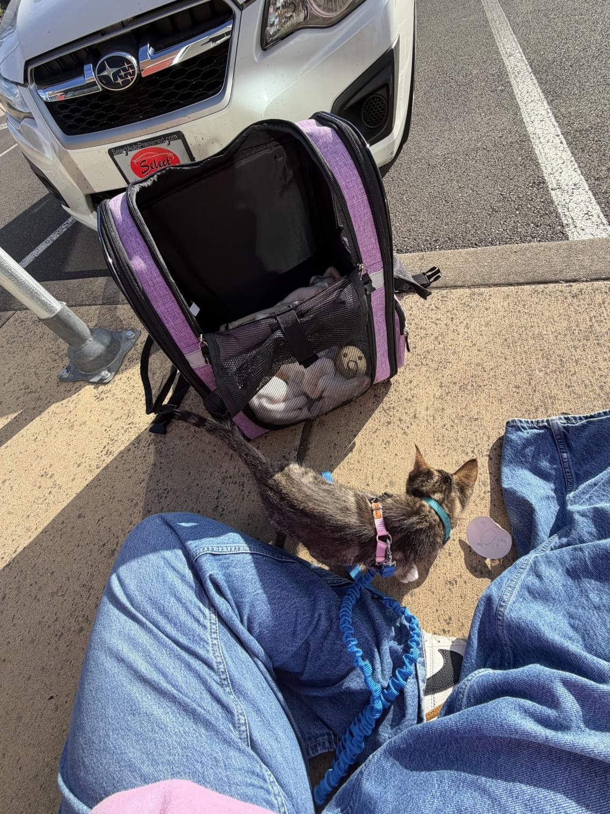 PetAmi Dog Backpack Carrier for Cats, 4-Way Entry Ventilated, 18 lbs, Black | Sherpa Bed Included, Foldable Load-In Top, Safety Reflective Strap, Breathable Mesh, Poop Bag Dispenser, Padded Back Support customer photo 1