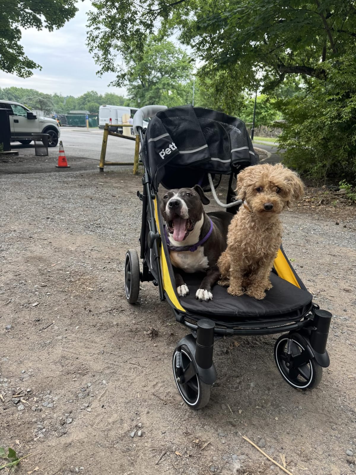 Petbobi Dog Stroller for Large Medium Dogs up to 80 lbs, Dual Entry | One-Hand Fold, One-Foot Brake, All Terrain 360 Swivel Front Wheel, Heavy Duty Air Mesh Wagon, Low Step-In for Senior Pets customer photo 1