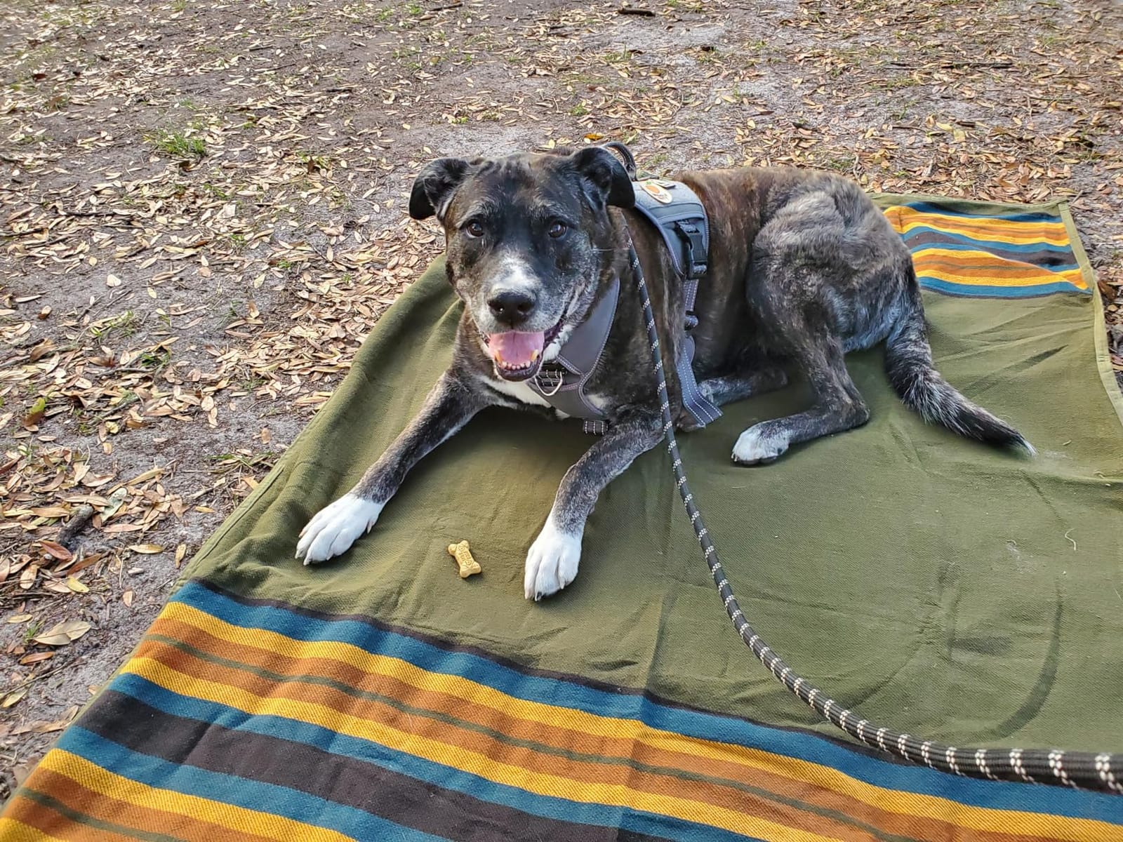 WP West Path Waxed Canvas Camping Blanket & Bedroll - Waterproof Canvas Blanket, Oilskin Outdoor Blanket, Camp Blanket, Bushcraft Ground Cloth (Olive, Regular) customer photo 2