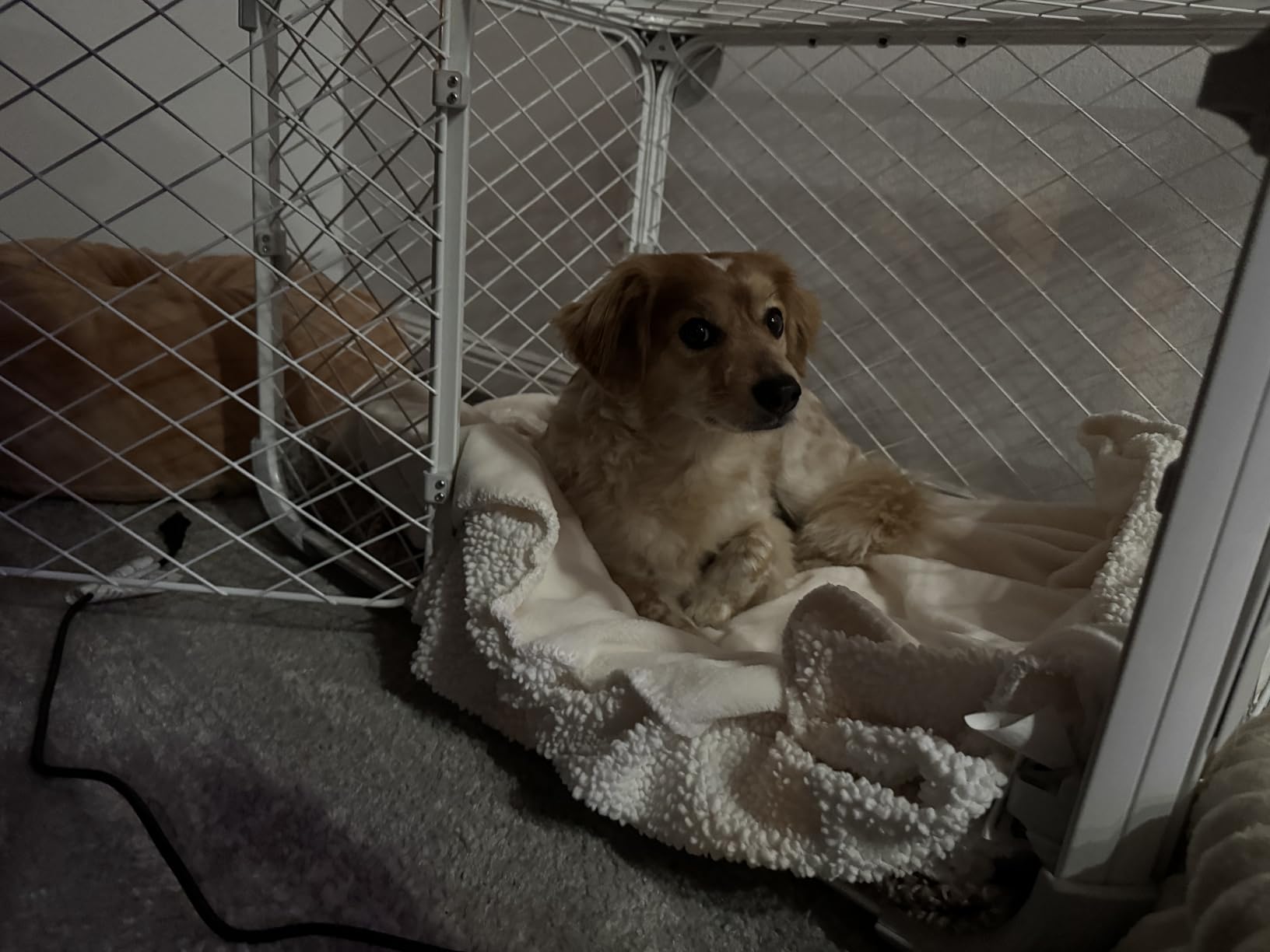 DIGGS Evolv Dog Crate - Slim, Durable Dog Kennel with Removable Ceiling Panel and Modular Design - Safe, Stylish, and Convenient (Ash, Small) customer photo 2