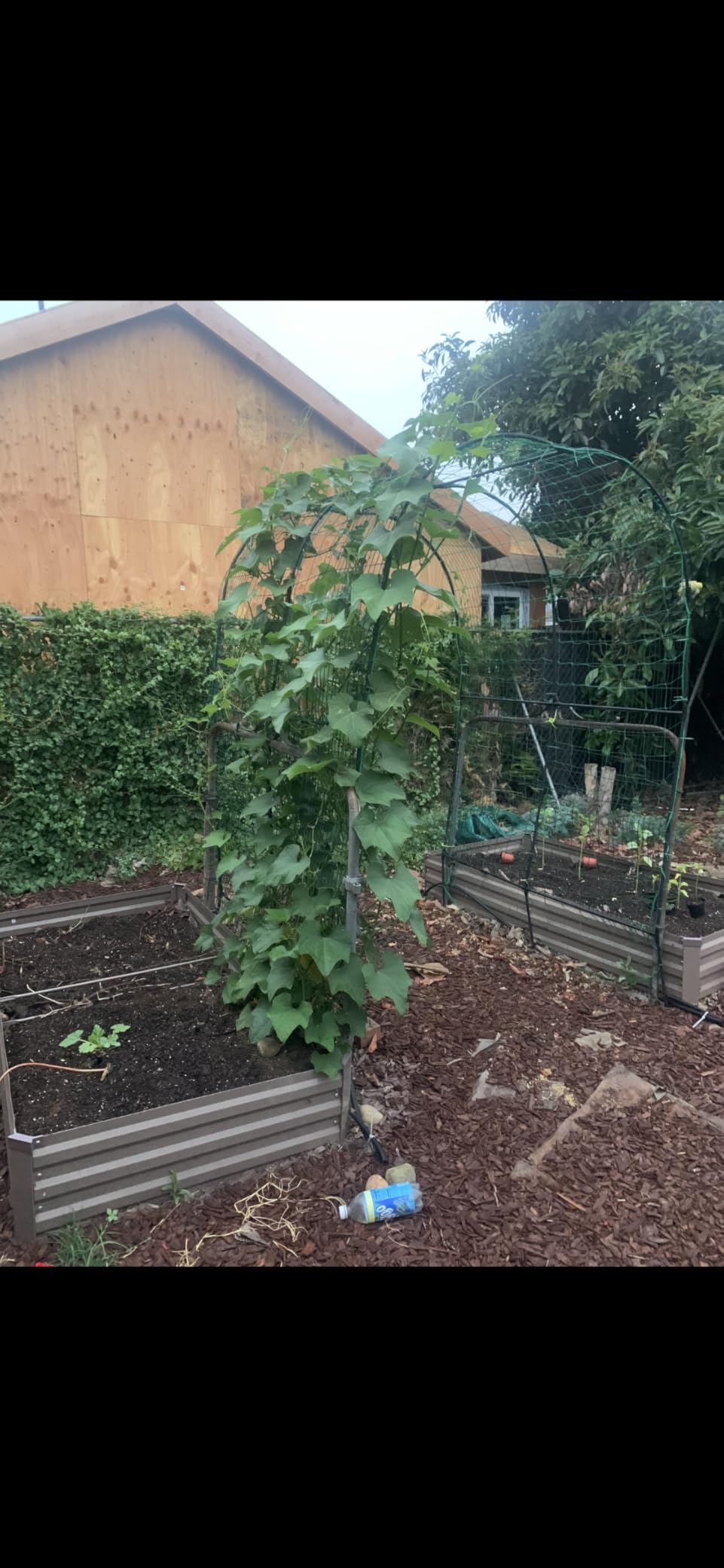 DTIG Galvanized Raised Garden Bed with Trellis, 6x3x1 FT 2 Pack Outdoor Garden Bed, Upgraded 4x3 Support, Brown customer photo 2