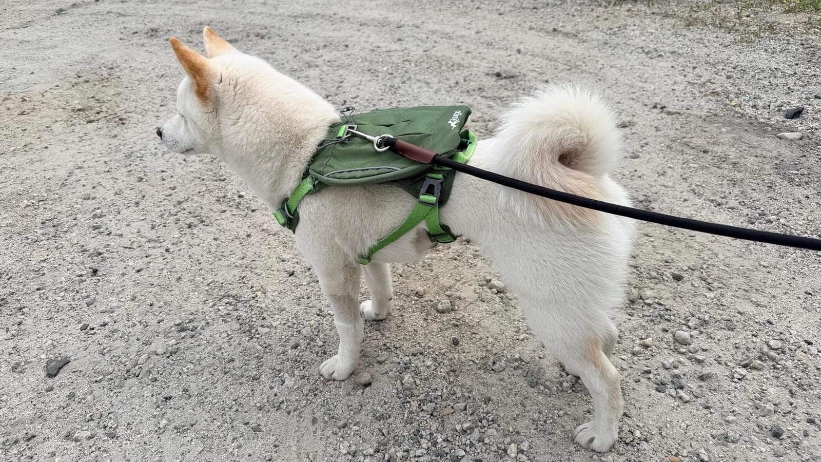 Cascade Hiking Harness Backpack for Dogs, Green, Extra Large | 2-In-1 Harness with 3-Pocket Hiking Backpack, 4 Adjustment Points, Padded Chest and Belly, Two Leash Points customer photo 2