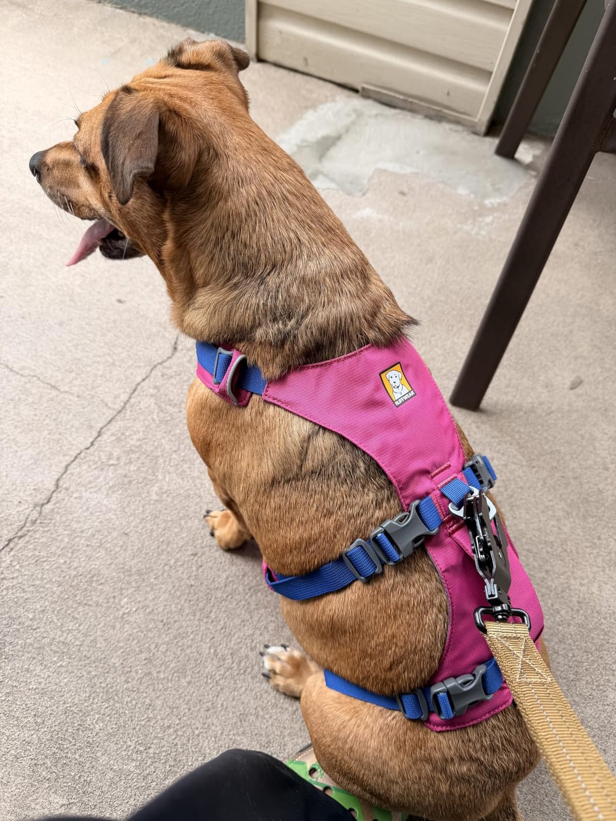 Ruffwear, Flagline Dog Body Harness, Basalt Gray, Medium customer photo 2