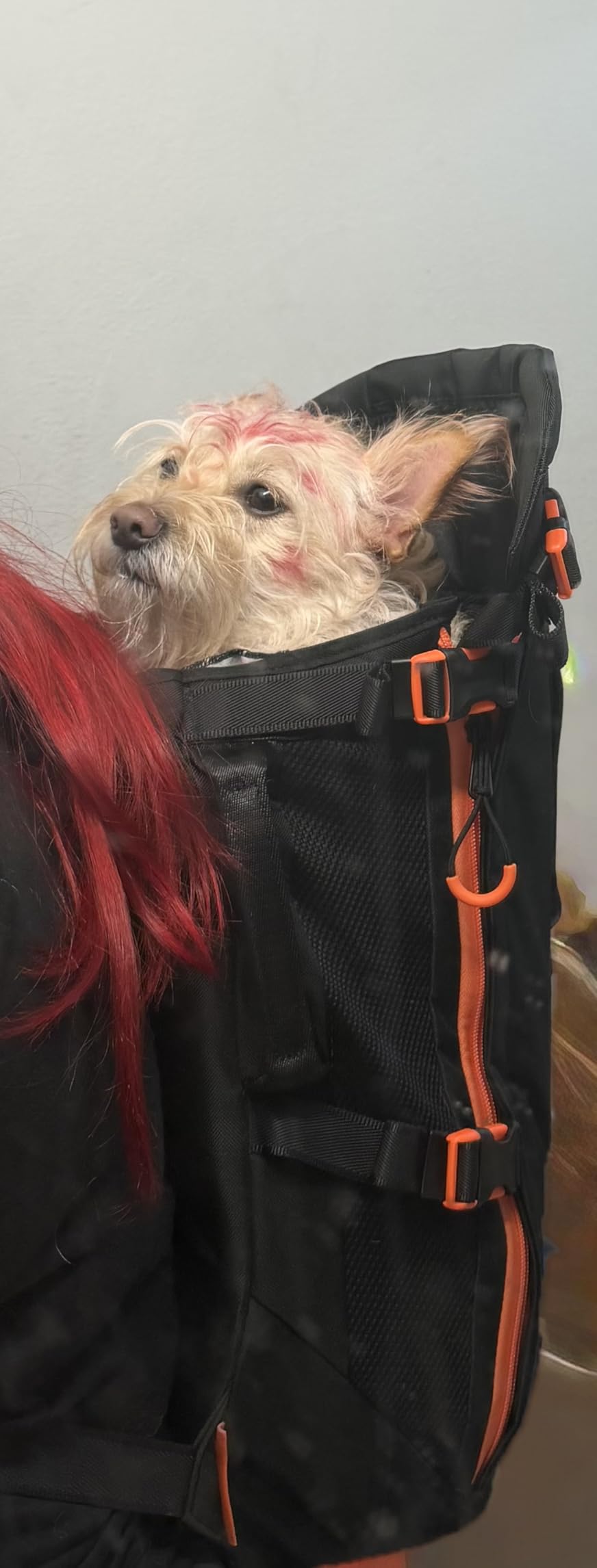 Little Chonk Maxine One Dog Backpack Carrier for Medium Dogs (Black) | Adjustable & Ergonomic Pet Carrier, Built to be Safer, Hands Free Travel & Hiking, Front Facing, Featured in Wired Magazine customer photo 1