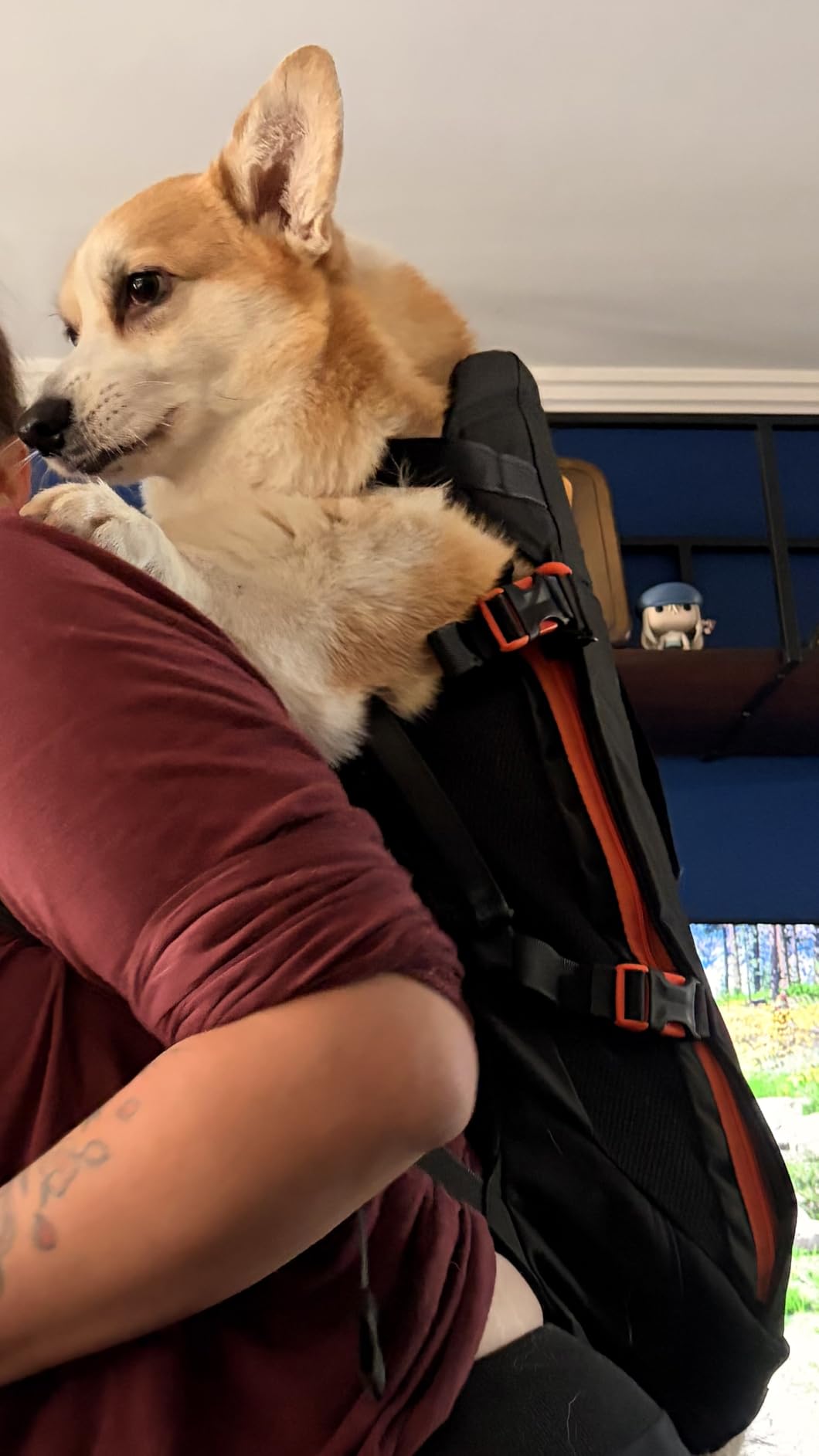 Little Chonk Maxine One Dog Backpack Carrier for Medium Dogs (Black) | Adjustable & Ergonomic Pet Carrier, Built to be Safer, Hands Free Travel & Hiking, Front Facing, Featured in Wired Magazine customer photo 2