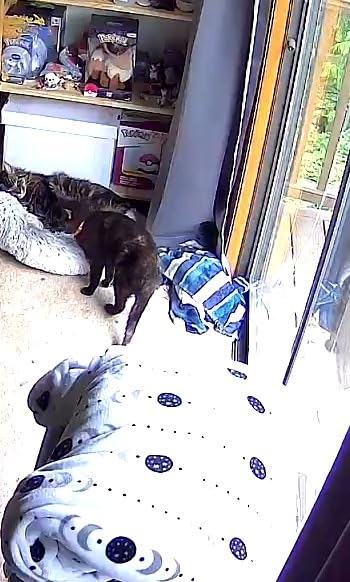 Petcube Bites 2 Lite Pet Camera [Subscription Required] - Treat Dispenser | Unlock with paid plan: home security & pet safety alerts, remote treat dispenser, 2-way audio, 1080p HD video, night vision customer photo 2