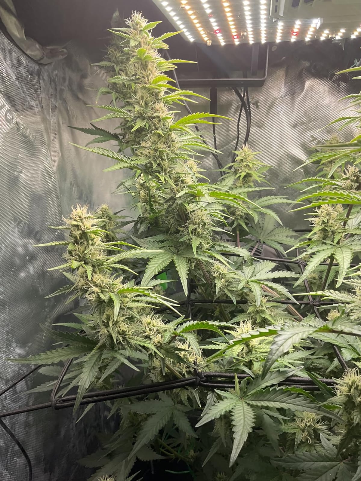VIVOSUN 4x4 Smart PRO Grow Tent Kit with 2-in-1 Tunable 400W Spectrum LED | WiFi-Integrated Automatic Control with GrowHub E42A+, 360° Ventilation Control, Pro Grow Tent 48