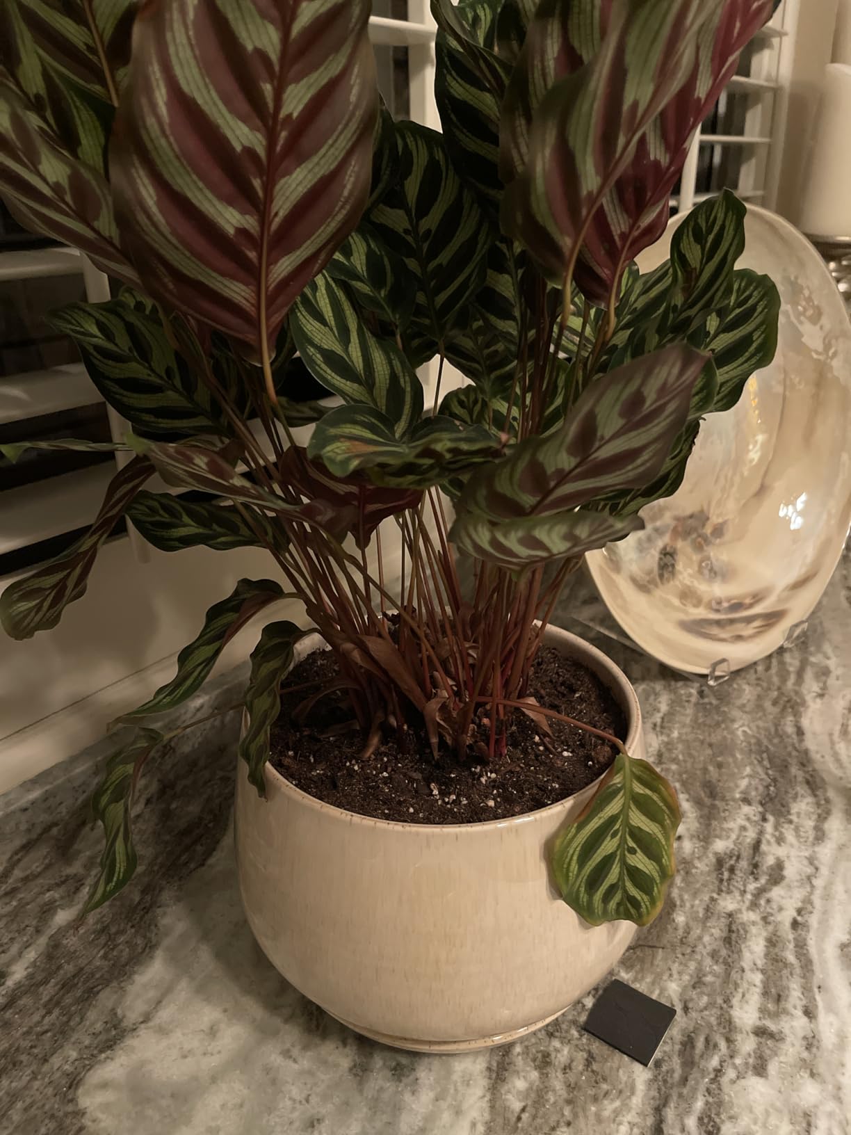 LE TAUCI Ceramic Planter, 10 Inch, Large Plant Pot, Reactive Glaze Beige, Drainage Hole & Saucer, Modern Home Decor customer photo 2