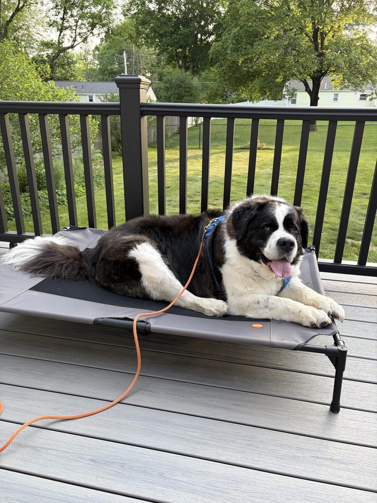 K&H Outdoor Elevated Dog Bed, Cooling Raised Dog Bed, Chocolate, Jumbo | Pet Cot for Extra-Large & Giant Pets, Breathable Mesh Center Hammock Design, Indoor/Outdoor Washable Cover, 56x38in customer photo 2
