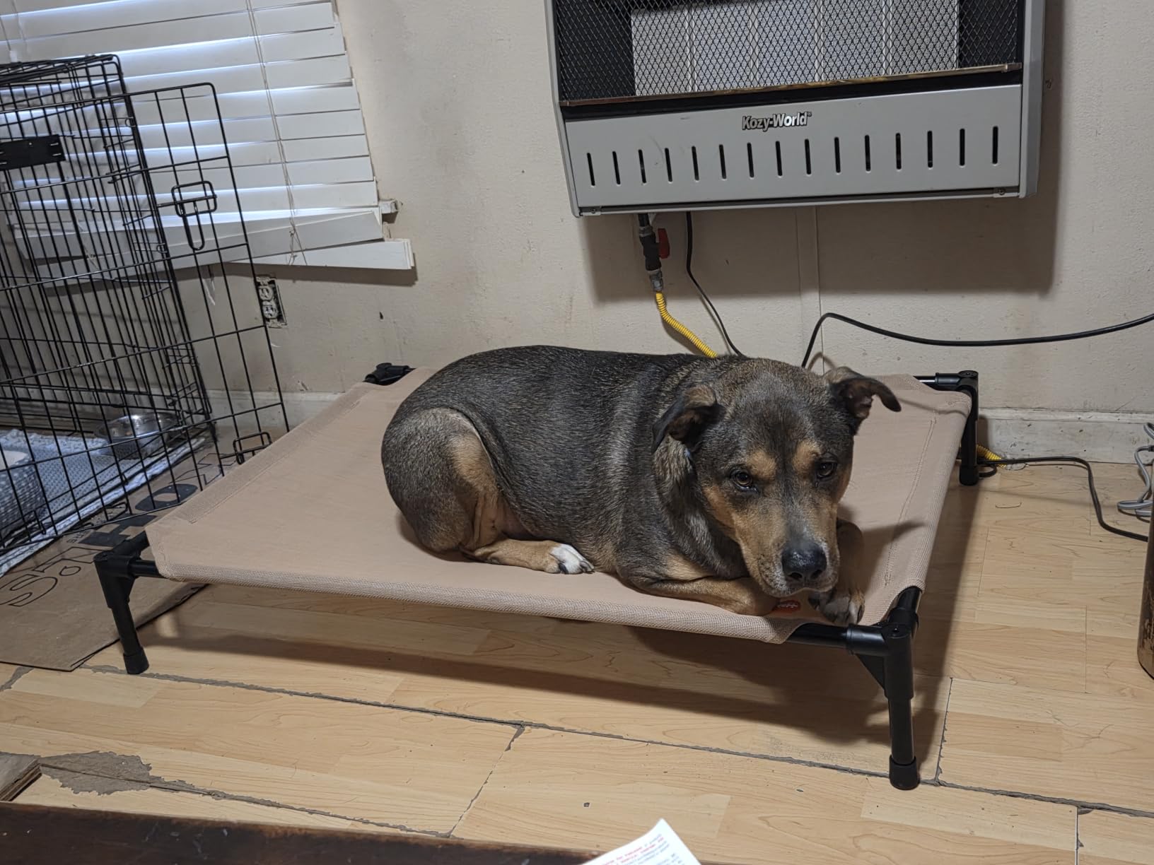 K&H Outdoor Elevated Dog Bed, Cooling Raised Dog Bed, Jumbo 56x38in, Tan | Pet Cot for Extra Large & Giant Pets, Breathable Mesh 360 Hammock Design, Indoor/Outdoor Washable Cover, Portable Metal Frame customer photo 1