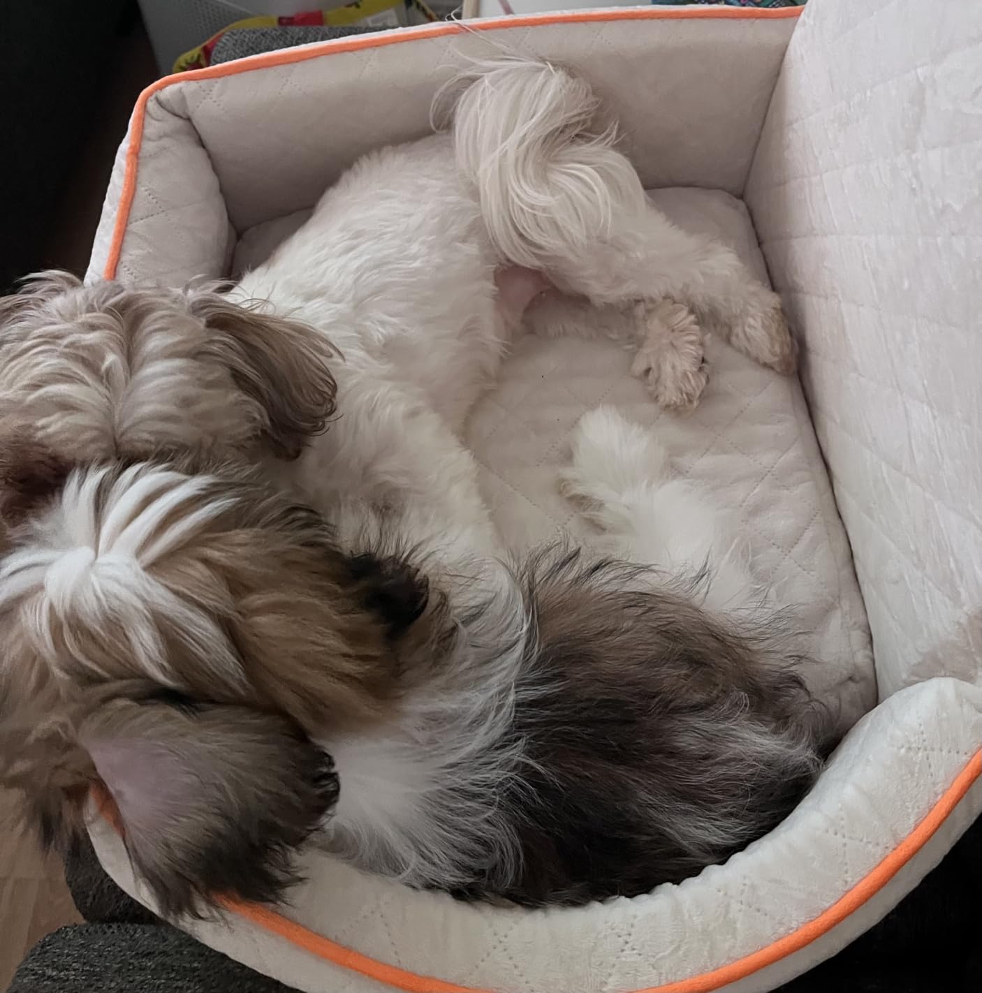 HEGGCOOE Small Dog Car Seat, Memory Foam Dog Booster Car Seats with Thick Cushion for Medium Dogs Under 35lbs, Detachable Washable Dog Bed for Car, Pet Carseat with Storage Pockets, 2 Safety Belts customer photo 2