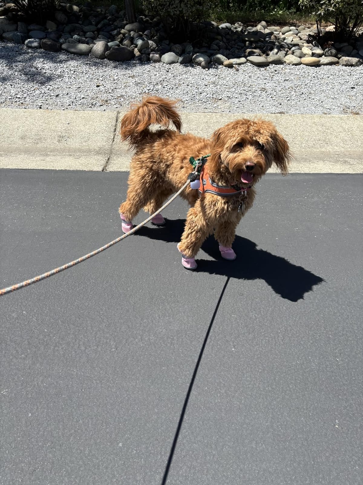 QUMY Dog Shoes for Small Dogs Hot Pavement Puppy Dog Boots & Paw Protectors | Small Medium Dog Summer Shoes, Soft Anti-Slip Rubber Sole, Mesh Breathable Dog Booties for Hardfloors, Walking Running Khaki customer photo 2
