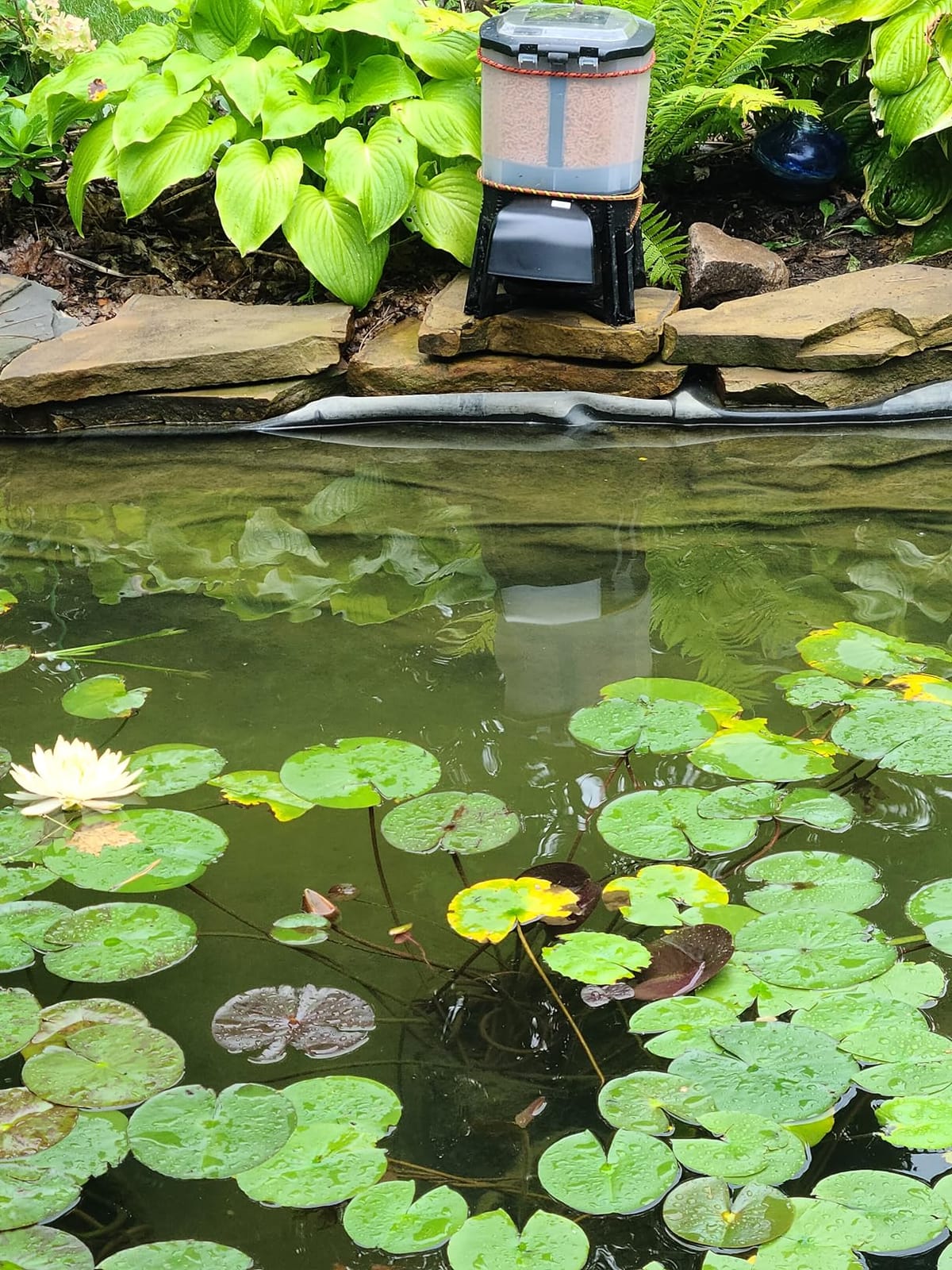 The Pond Guy KoiGrower Automatic Pond Fish Food Dispenser, 5 Gallon | Uses Solar, Battery & AC Electric Power with Auto Timed Koi Pellet Feeder operation customer photo 1