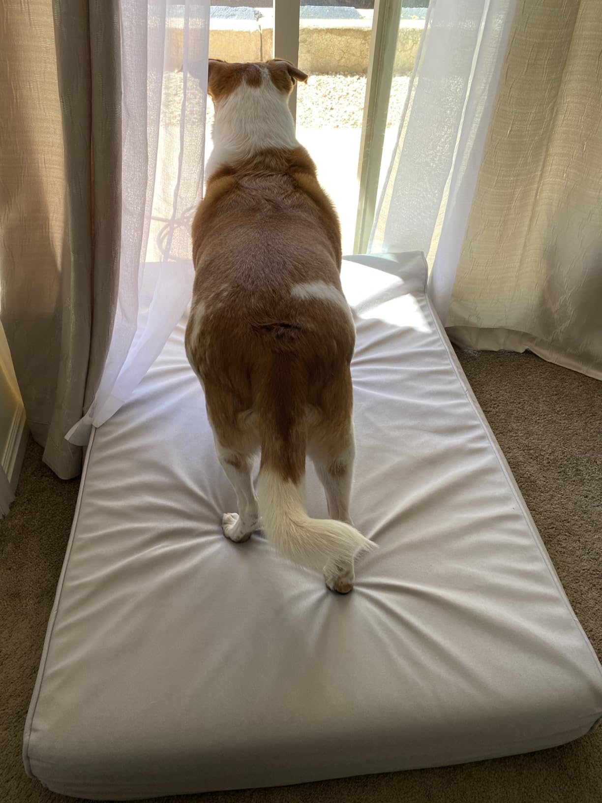 Sytopia XXL 35D Memory Foam Dog Bed for Extra Large Dogs - 7