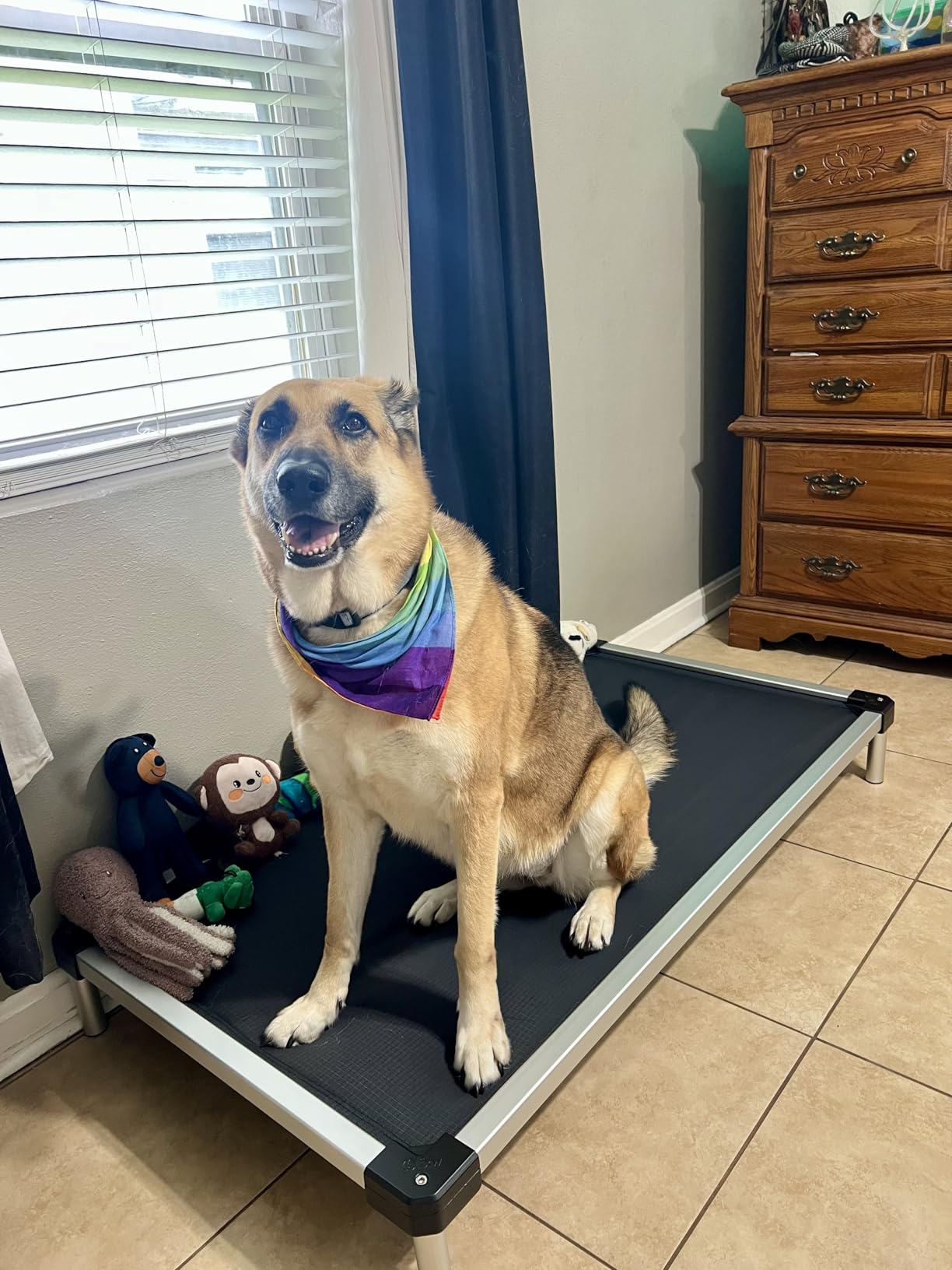 FXW TitanNest Padded Chew-Proof Elevated Dog Bed for Extra-Large Dogs | Easy to Clean, Pre-assembly Raised Cot, Indoor/Outdoor/Camping, 56 x 31 x 7.3in customer photo 1