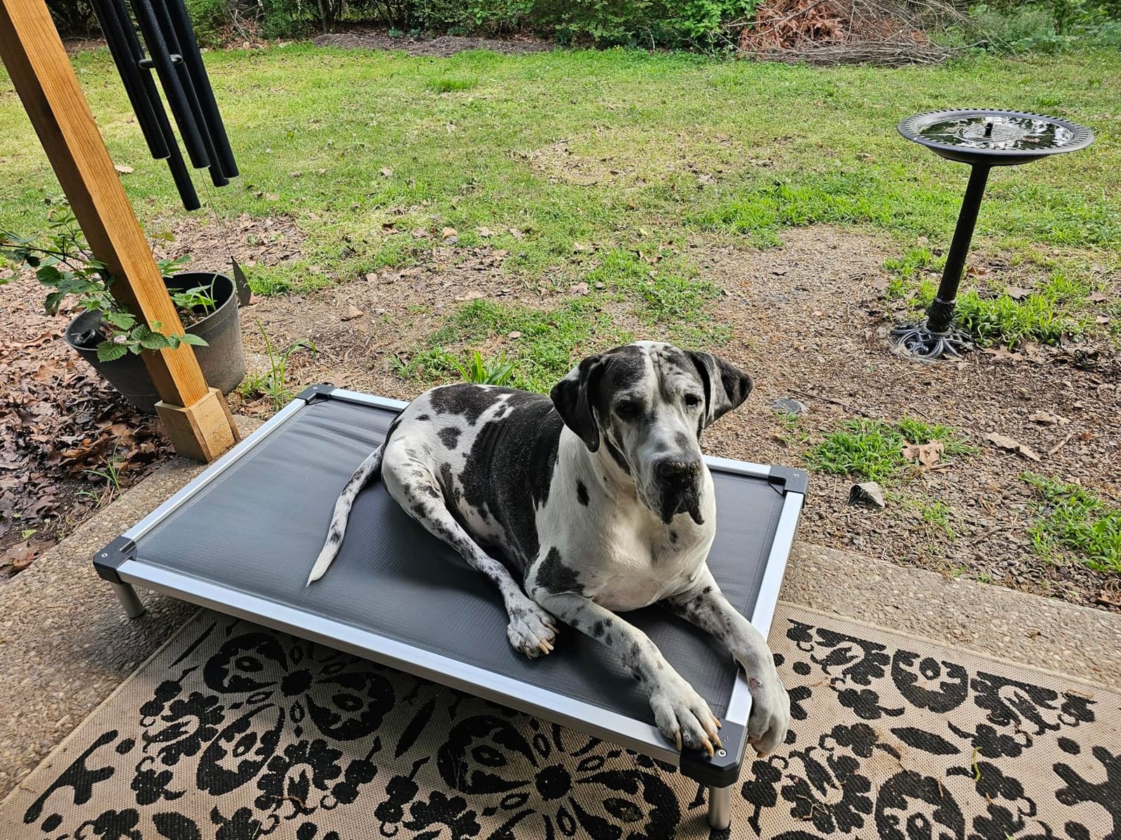 FXW TitanNest Padded Chew-Proof Elevated Dog Bed for Extra-Large Dogs | Easy to Clean, Pre-assembly Raised Cot, Indoor/Outdoor/Camping, 56 x 31 x 7.3in customer photo 2