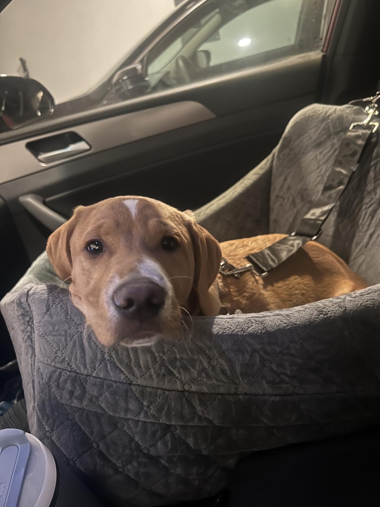 Wooaidagg Dog Car Seat for Medium & Large Dogs Up to 55lbs, Memory Foam Cushion, Washable Cover, Safety Straps & Non-Slip Bottom(Black/Brown,Large) customer photo 1