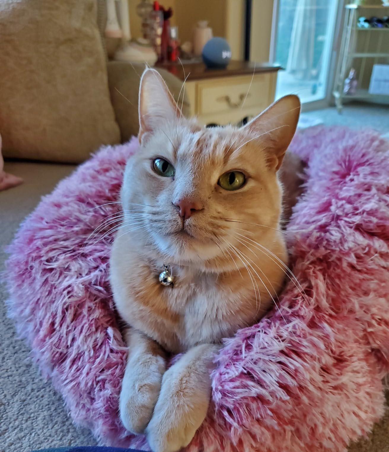 JOLLYVOGUE Small Dog Bed, Calming Dog Beds for Small Dogs & Indoor Cats - 20 Inches Donut Washable Cat Bed for Kittens & Puppies, Round Fluffy Plush Faux Fur Pet Beds (Smoke Grey) customer photo 1