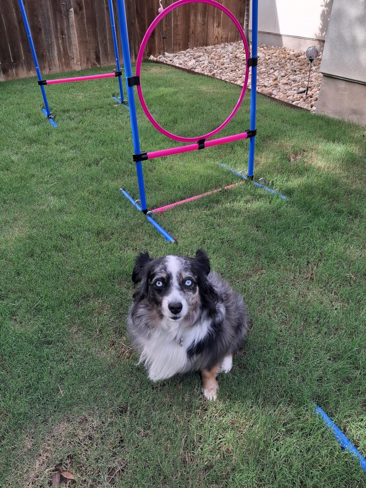 Dog Agility Course Backyard Set, Dog Agility Equipment, Dog Obstacle Course Backyard With 2-Set Agility Hurdle, Jump Ring, 8 Weave Poles, Tunnel, Pause Box, Toy Balls And 2 Portable Carrying Bags customer photo 1