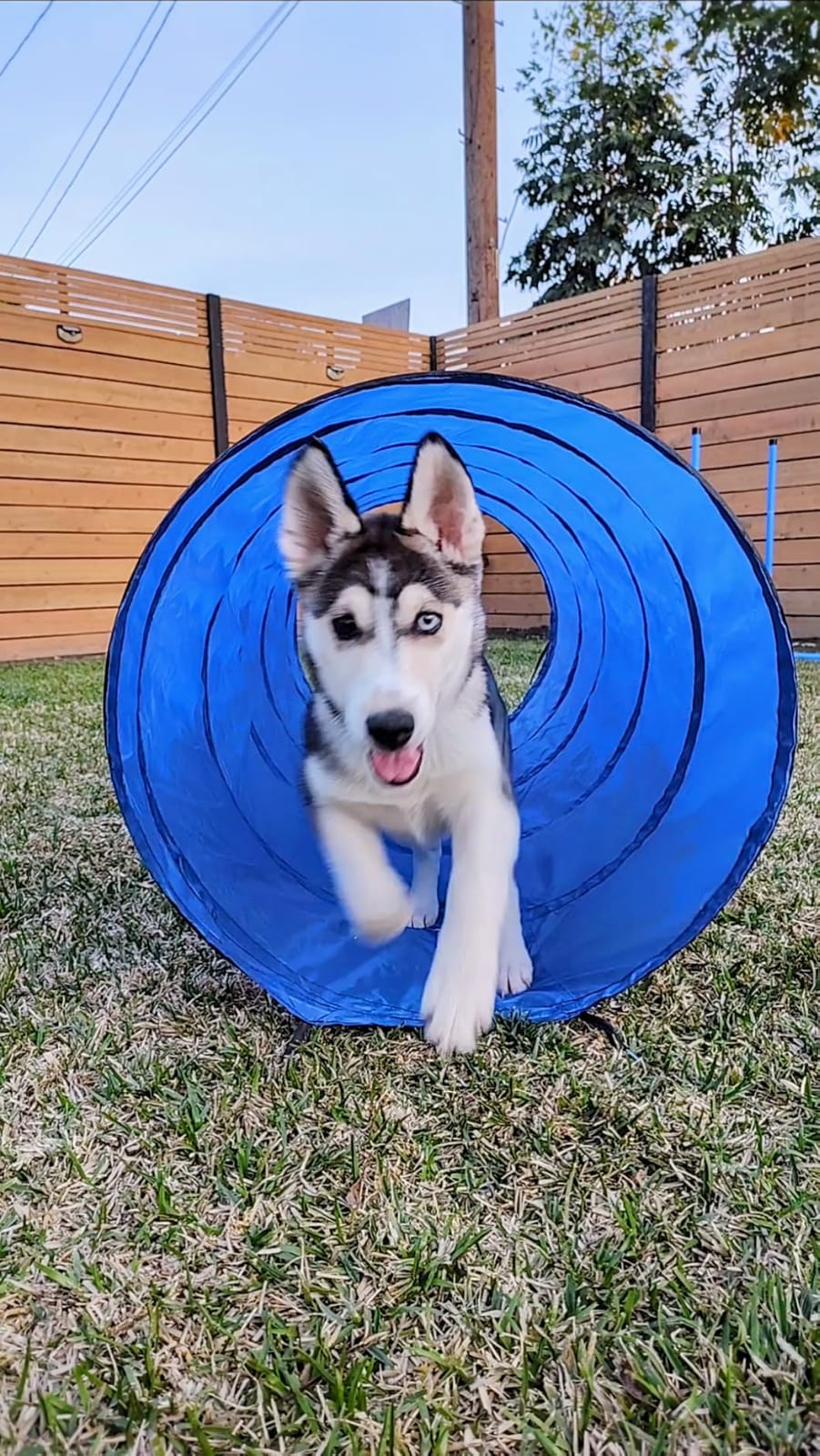 Dog Agility Course Backyard Set, Dog Agility Equipment, Dog Obstacle Course Backyard With 2-Set Agility Hurdle, Jump Ring, 8 Weave Poles, Tunnel, Pause Box, Toy Balls And 2 Portable Carrying Bags customer photo 2