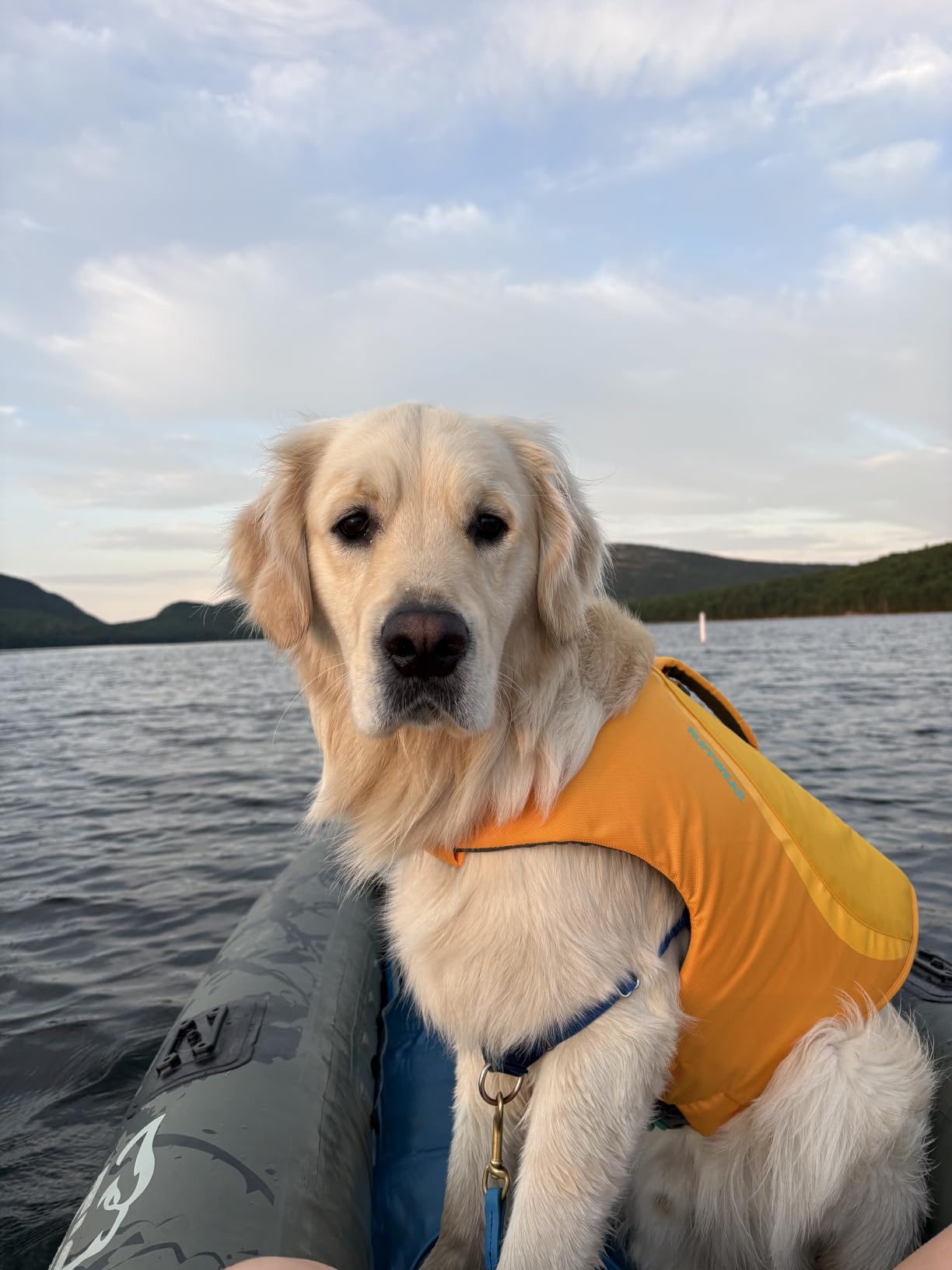 Ruffwear Float Coat Dog Life Jacket, Swim Vest, Deep Blue, Medium | Premium Buoyancy, Lift Handle, Secure Fit & Reflective Trim, Adjustable Flotation for Swimming, Boating, & Outdoor Adventures customer photo 1