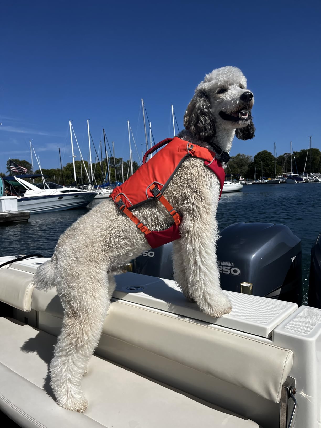Ruffwear Confluence Life Jacket for Dogs, Tangelo Orange, Medium | Comfortable and Adjustable Dog Life Vest with Reinforced Handles, Leash Connection, Reflective Accents for Swimming & Boating customer photo 1