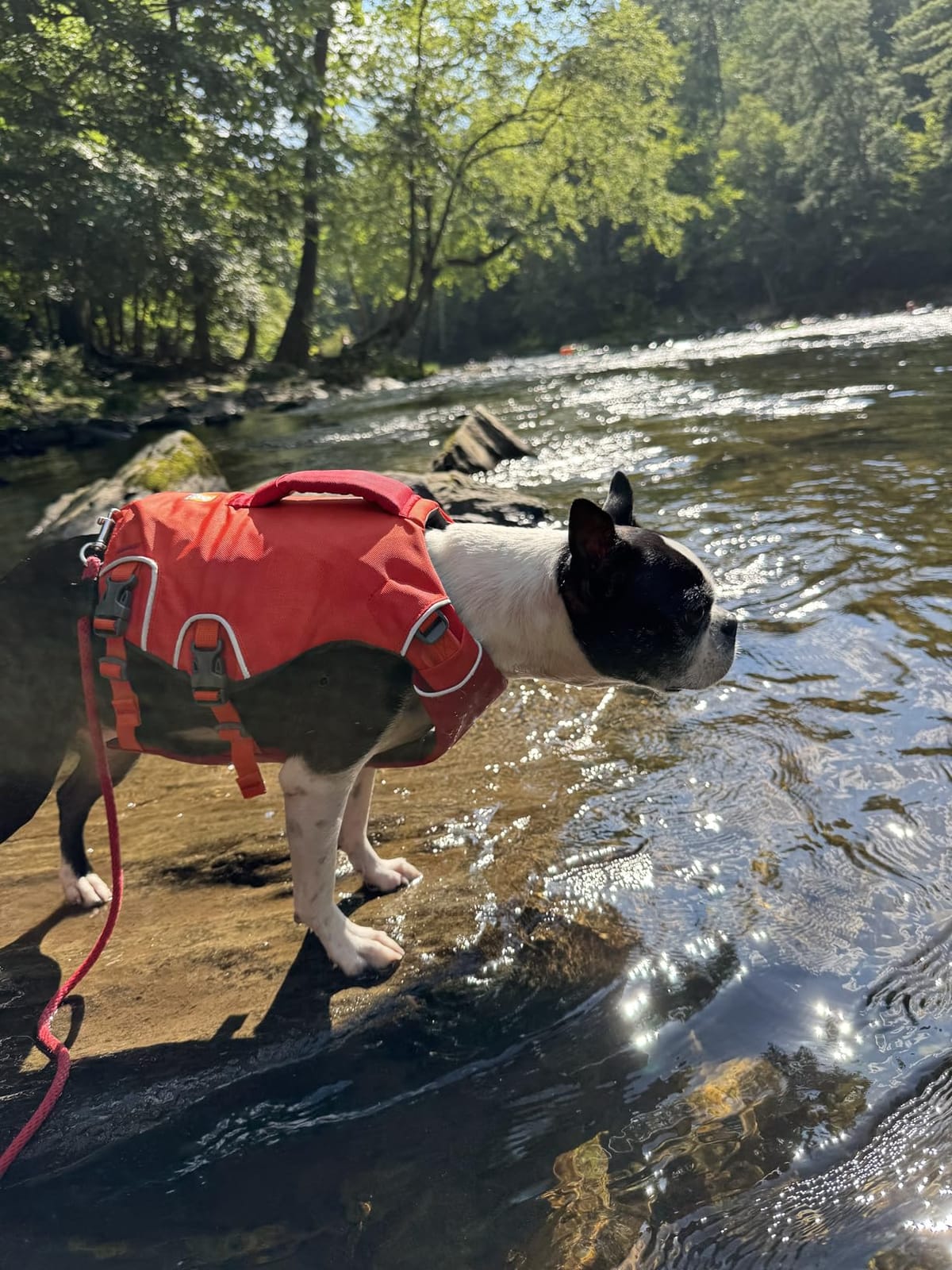 Ruffwear Confluence Life Jacket for Dogs, Tangelo Orange, Medium | Comfortable and Adjustable Dog Life Vest with Reinforced Handles, Leash Connection, Reflective Accents for Swimming & Boating customer photo 2