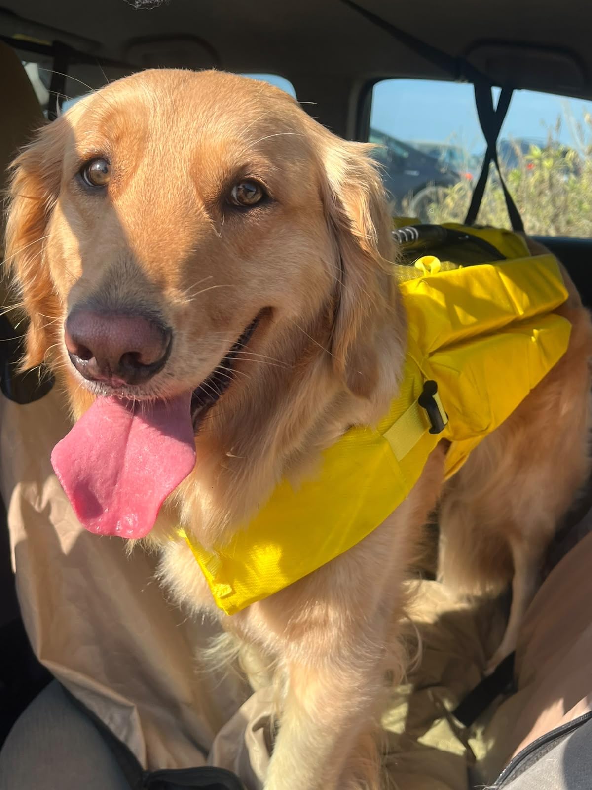 NOAH & PAW Dog Life Jacket, Human Standards Lifejacket Design, Dog Life Vest for Swimming and Boating, 3X Foam Support for Max Floating, Breathable Mesh, Salvavidas para Perros, Size L customer photo 2