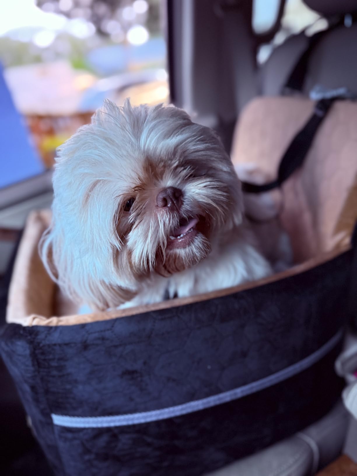 Dog Car Seat for Small/Medium Dogs, Memory Foam Dog Booster Seat, Travel Safety Per Car Seat with Washable Removable Cover, Storage Pockets for Dogs up to 35 lbs(Gray) customer photo 2