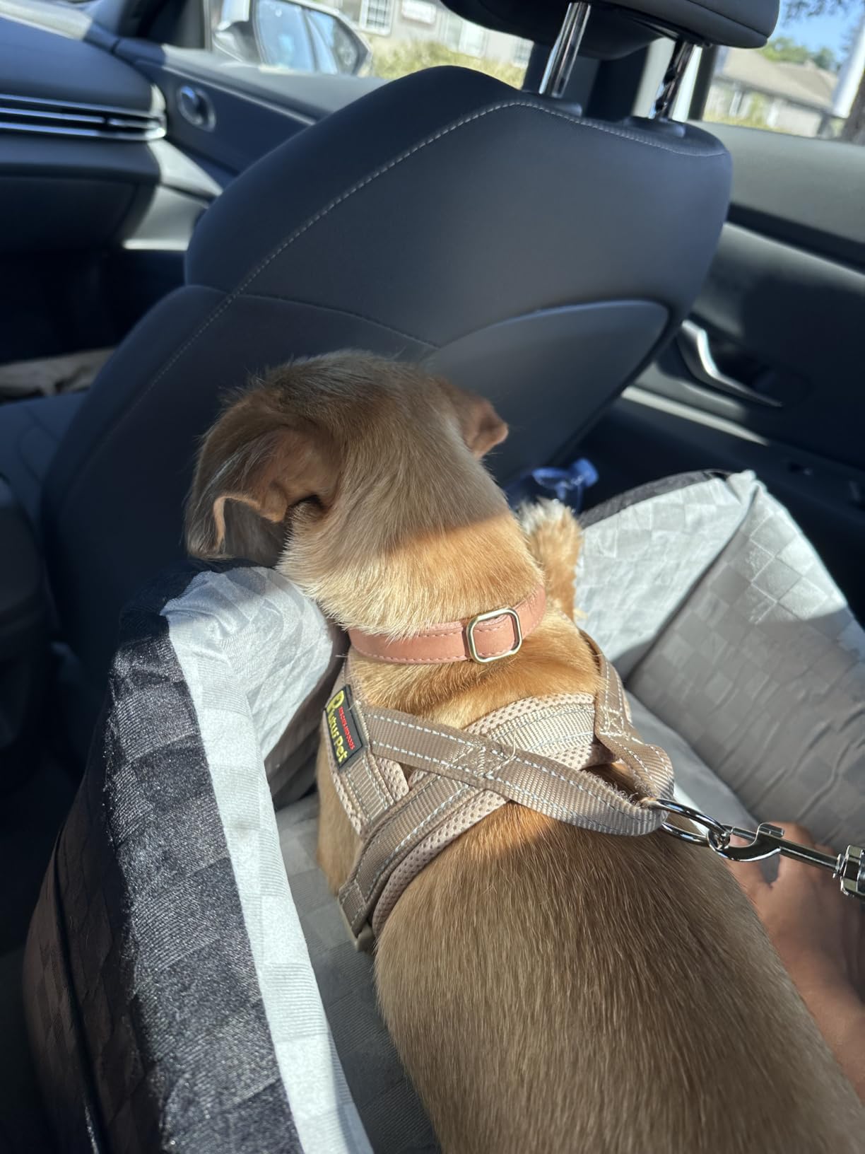 JOEJOY Elevated Dog Car Seat for Small/Medium Dogs up to 35 lbs, Memory Foam Booster Seat with Detachable Washable Cover, Travel-Safe Car Bed with Safety Belts & Storage Pockets, Grey customer photo 2