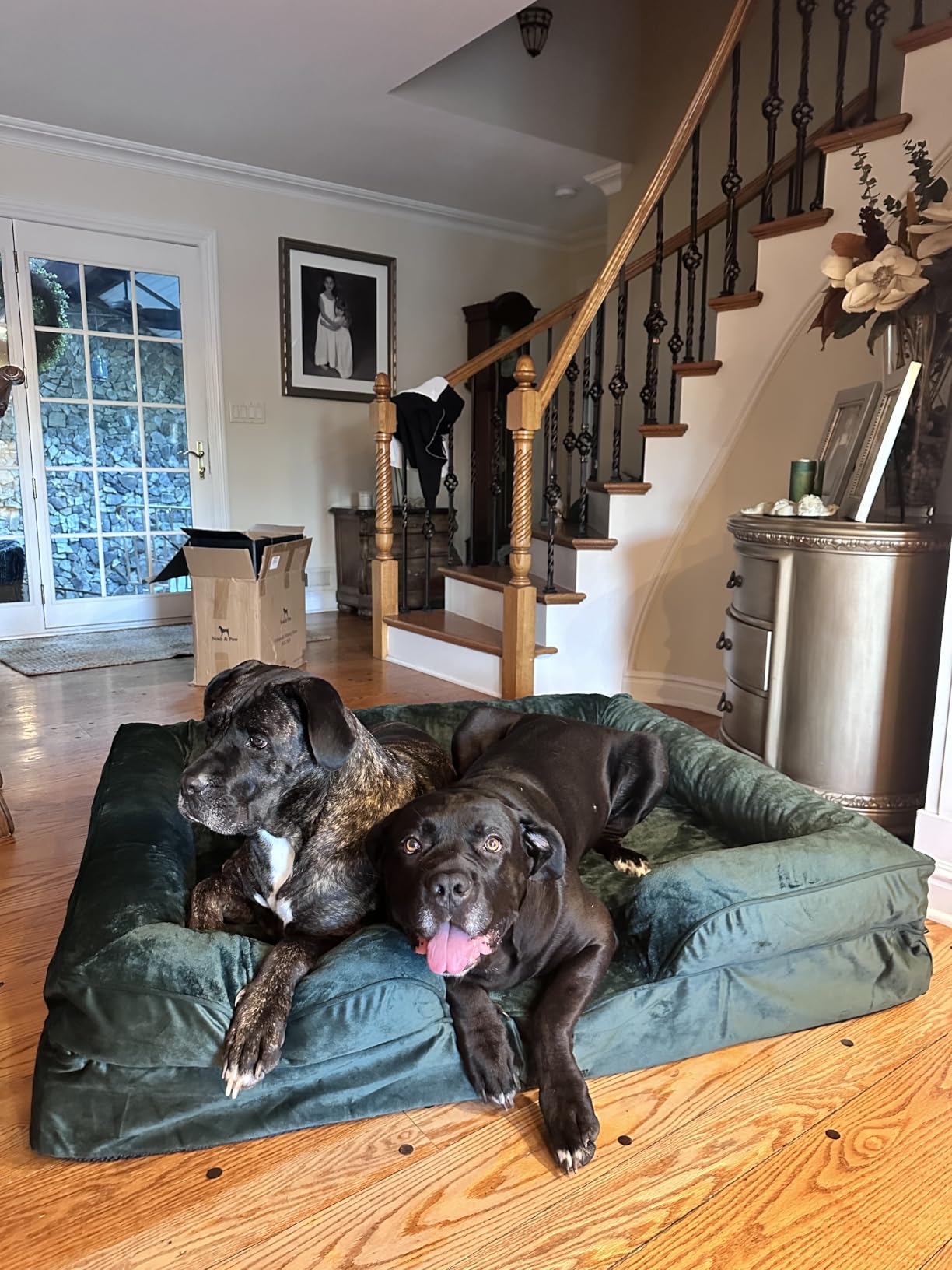 NOAH & PAW Giant Dog Bed XXL, 55x45x11 Inch, Orthopedic Dog Beds, Eggshell Memory Foam Infused with Cooling Gel, Inner Cover, Water Resistant, Machine Washable (Velvet Sofa Collection) customer photo 1