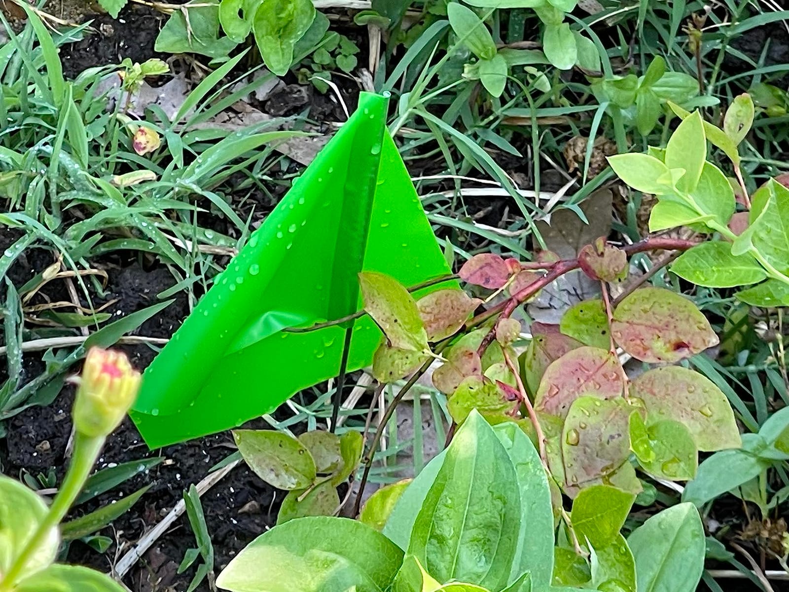 White Flags for Marking Yard - 4x5x15 Inch Invisible Fence Flags for Dogs - 50 Pack - Dog Invisible Fence Training Marker & Boundary Training customer photo 2