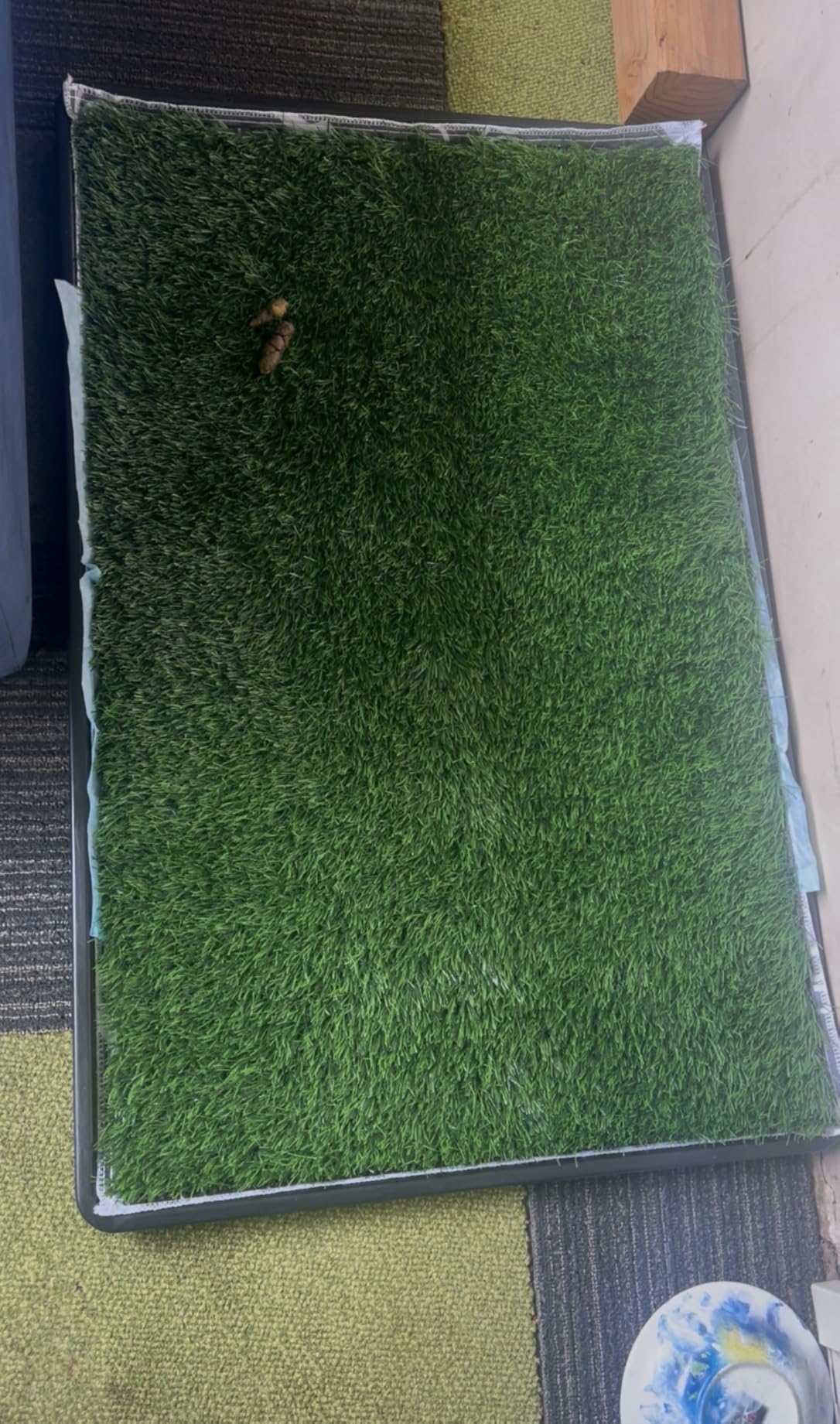 LOOBANI Large Dog Grass Pad with Tray - 35x23in for Balcony Apartment | Dog Potty with 2 Artificial Grass & 2 Washable Pee Pads for Replacement, Quick-Absorbency, Easy to Clean, Indoor/Outdoor Use customer photo 1