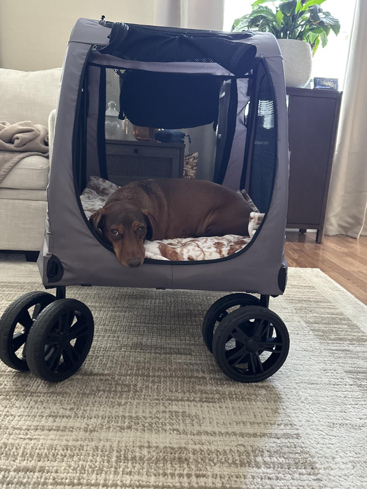 VEVOR Pet Stroller, 4 Wheels Dog Carrier with Brakes, 160lbs Weight Capacity, Portable Puppy Travel Strollers with Breathable Mesh Windows & Height-Adjustable, for Cats & Dogs customer photo 2