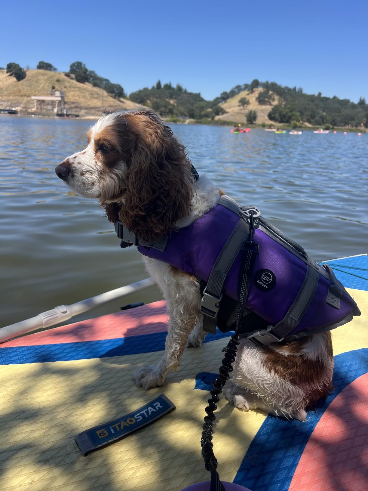 EMUST Dog Life Jacket, High Visibility Dog Life Vests with 2 Rescue Handles | Reflective Medium Large Dog Vests Lifesaver with Leash Ring, Dog Floats for Pool, Kayaking, Swimming, OrangeBone, XL customer photo 2