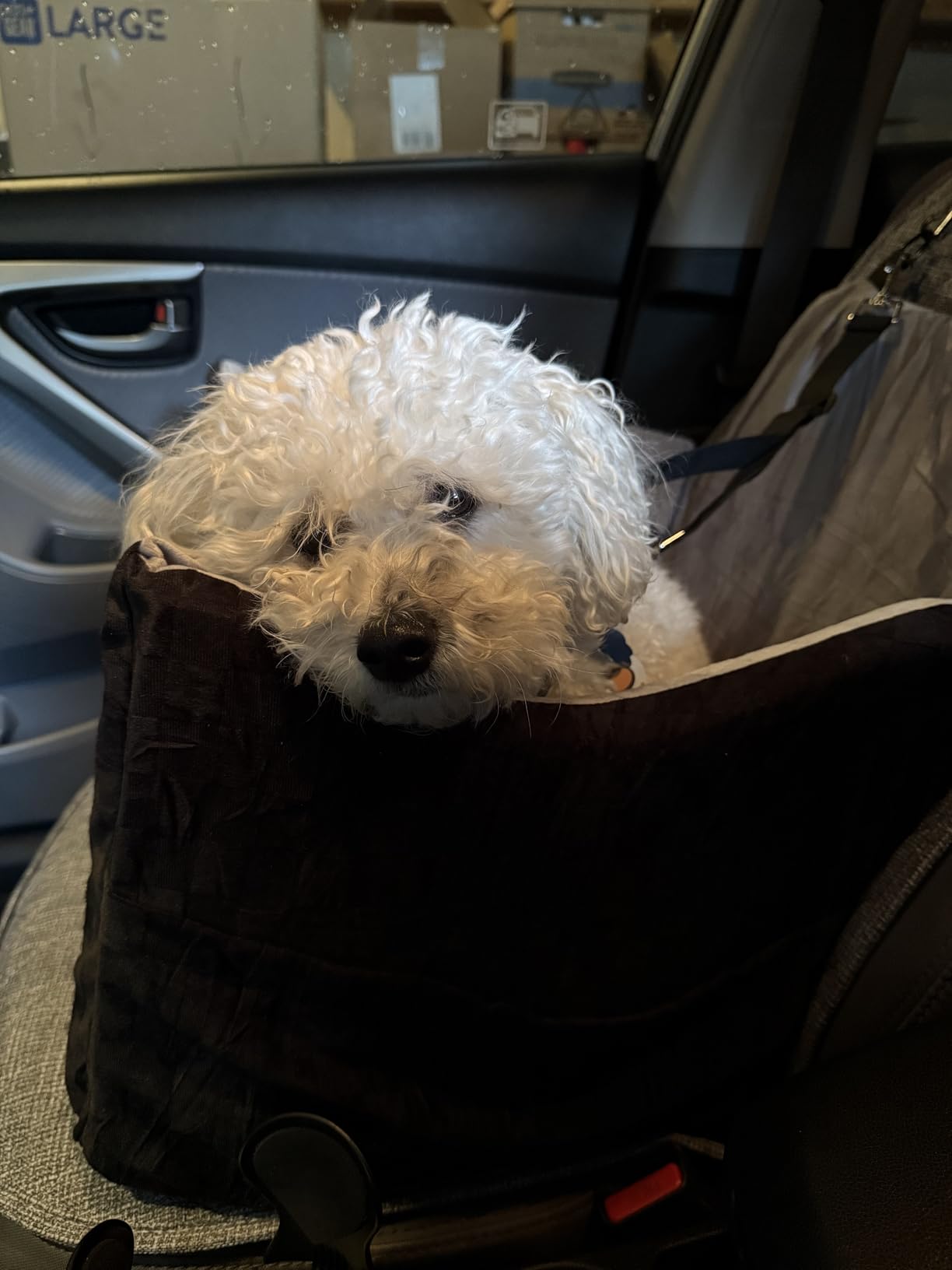 JOEJOY Dog Car Seat for Medium/Large Dogs - Reversible Dual-Sided Travel Dog Car Bed with Memory Foam, Washable Pet Booster Seat for Dogs up to 55 lbs or 2 Small Dogs, 2 Safety Leashes, Grey customer photo 2