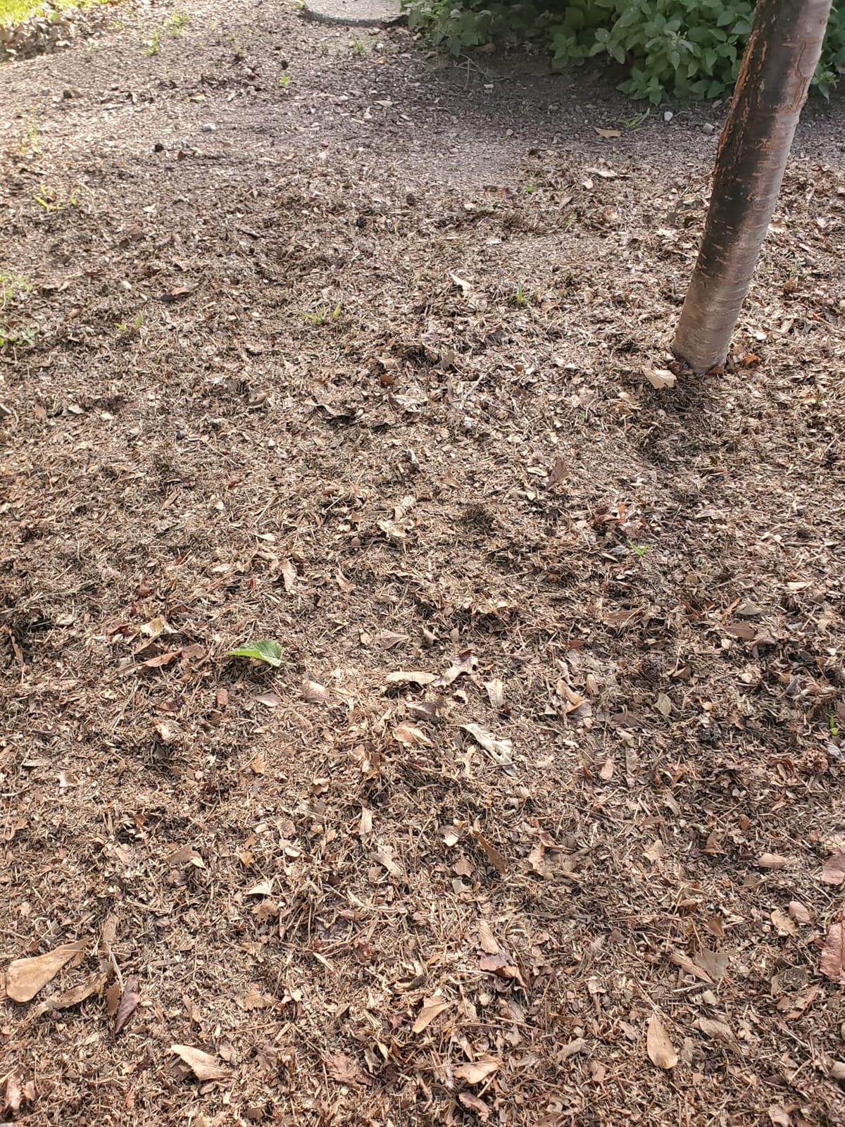 Electric Leaf Mulcher/Shredder: DEKOPRO 15-Amp 8200RPM Motor for 17:1 Reduction Ratio, Adjustable Control Dia with Leaf Scoops Spade, Collection Bag & 20 Cutting Lines customer photo 1