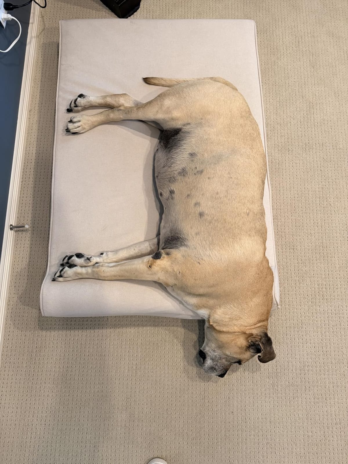 Orthopedic Dog Beds for Extra Large Dogs, 7