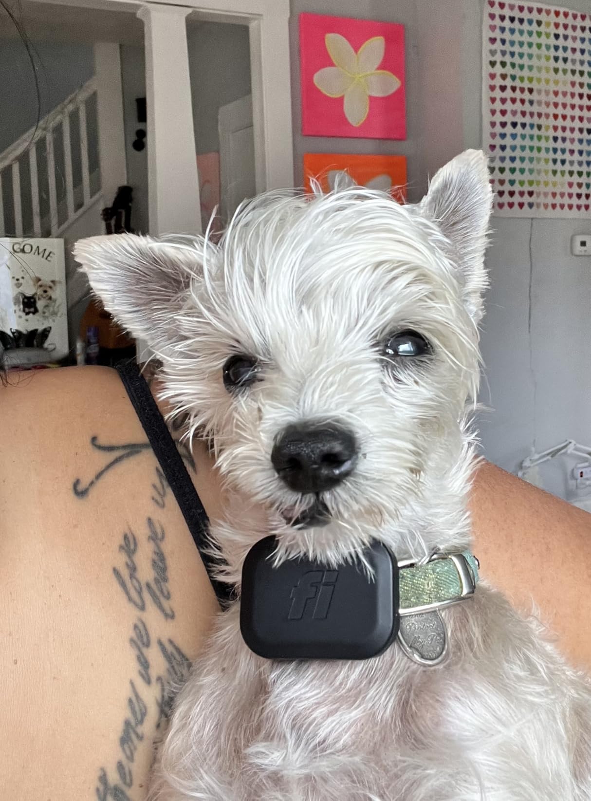 Mini Attachable GPS + Health Tracker for Dogs, 12-Month Membership | Smart GPS collar attachment with virtual fences, escape alerts, health and step tracking. Lightweight and waterproof. customer photo 2