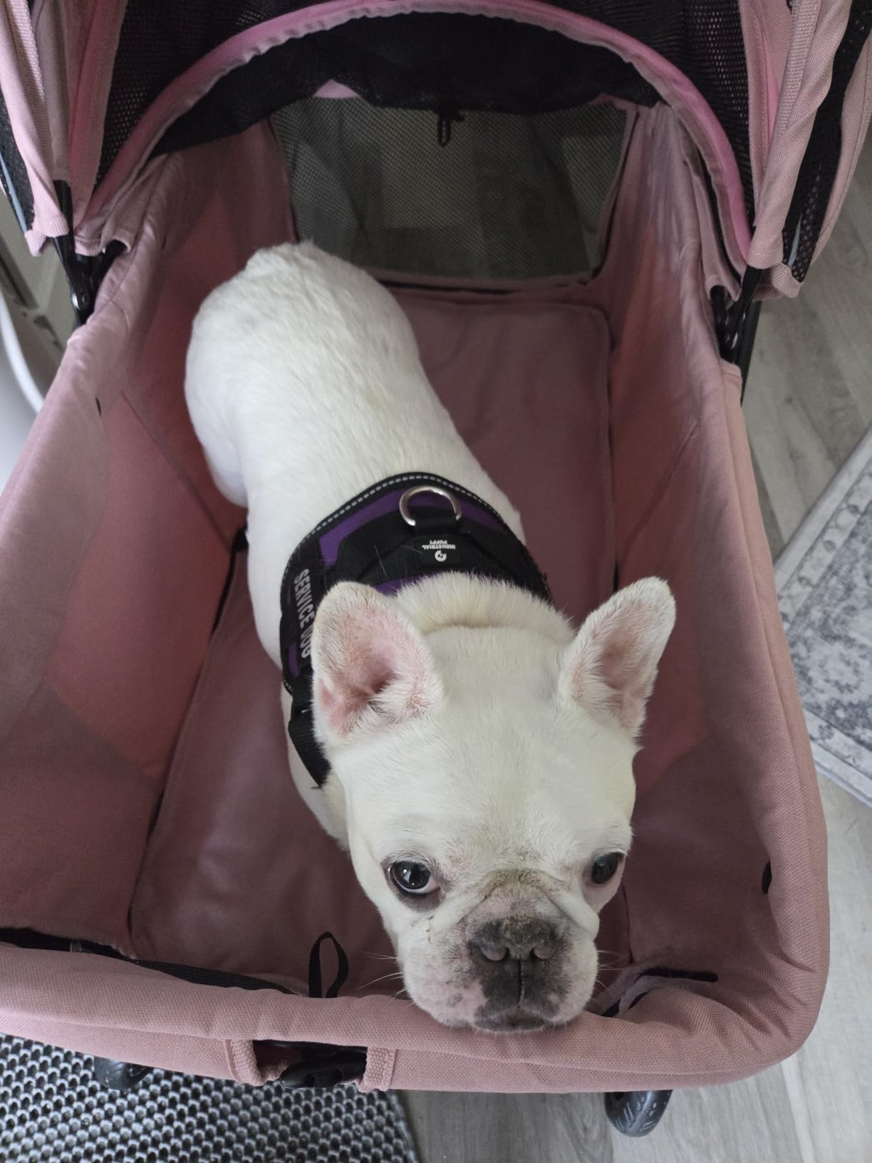 Dog Stroller for Large & Medium Dogs (20-132 lbs), for 2 Small Dogs | Pet Stroller, Extra Large Heavy Duty, Foldable & Ventilated, Grey customer photo 1