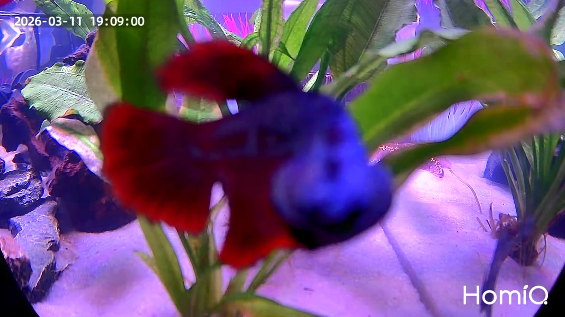 3MP 2K Aquarium & Terrarium Pet Camera. Install & Close-Focus Lens for Fish, Lizard, Reptile Pet and Window Bird Feeder, 2.4GHz & 5GHz WiFi, Auto-Focus, 24/7 Recording customer photo 1