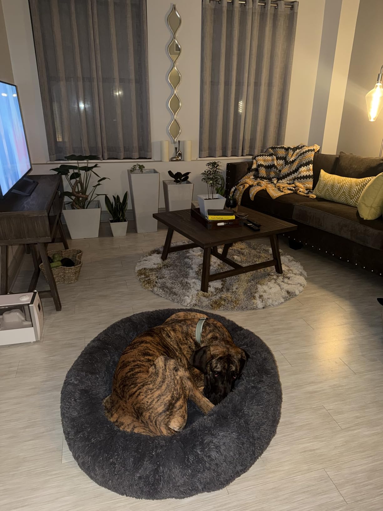 Bedsure SupportMax Calming Dog Beds Large Sized Dog Washable Pet Bed, 36in | 420GSM Plush Fluffy Donut Round, Thick Supportive, Removable Cover, Anti-Slip, Anti-Anxiety, for Big Dogs Up to 80 Lbs, Dark Grey customer photo 1