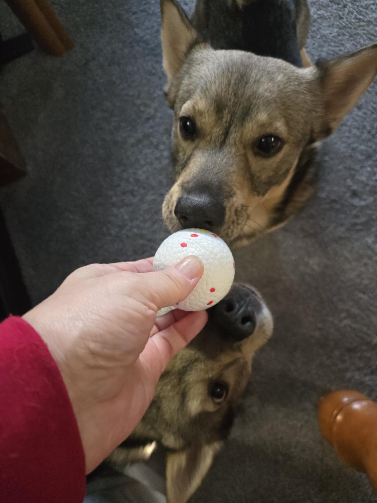 Automatic Ball Launcher, Hands-free Dog Ball Thrower, Adjustable Distance Dog Fetch Machine (19-45FT), Suitable for Small and Medium-Sized Dogs. Indoor/Outdoor Dual-use launchers for Dog Parents. customer photo 2