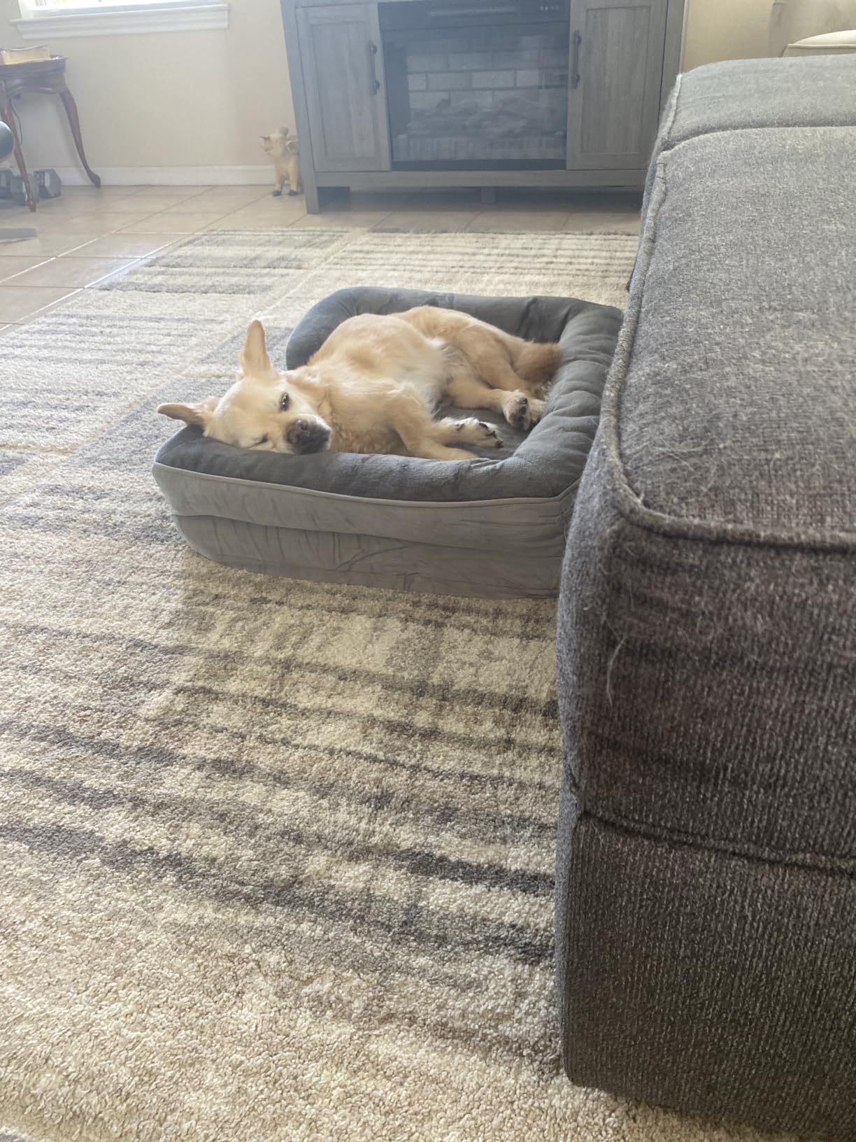 Bedsure Orthopedic XL Pro Dog Bed Extra Large with Removable Washable Cover | 45