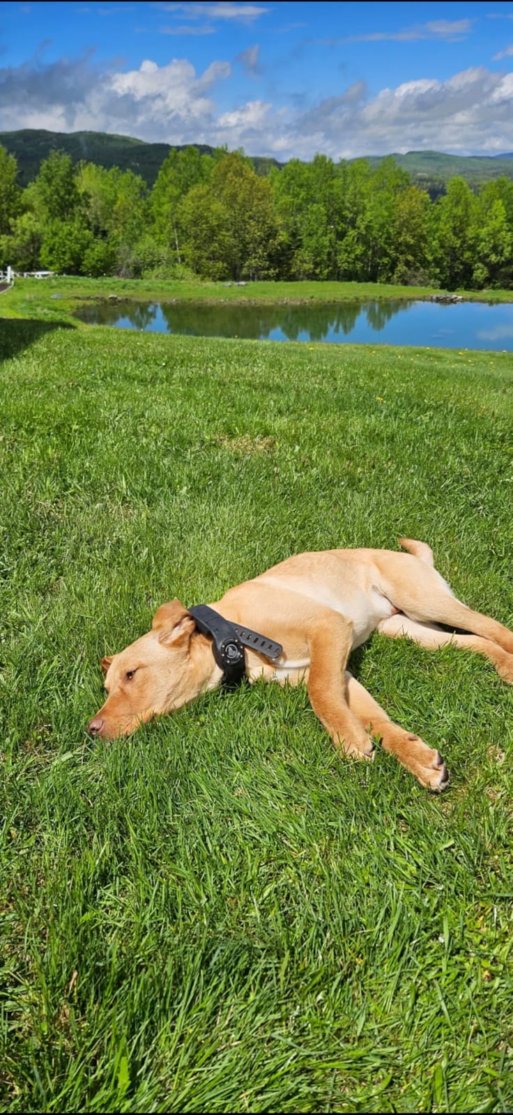 SpotOn Nova GPS Dog Fence Collar, App-Controlled Wireless Fence customer photo 1