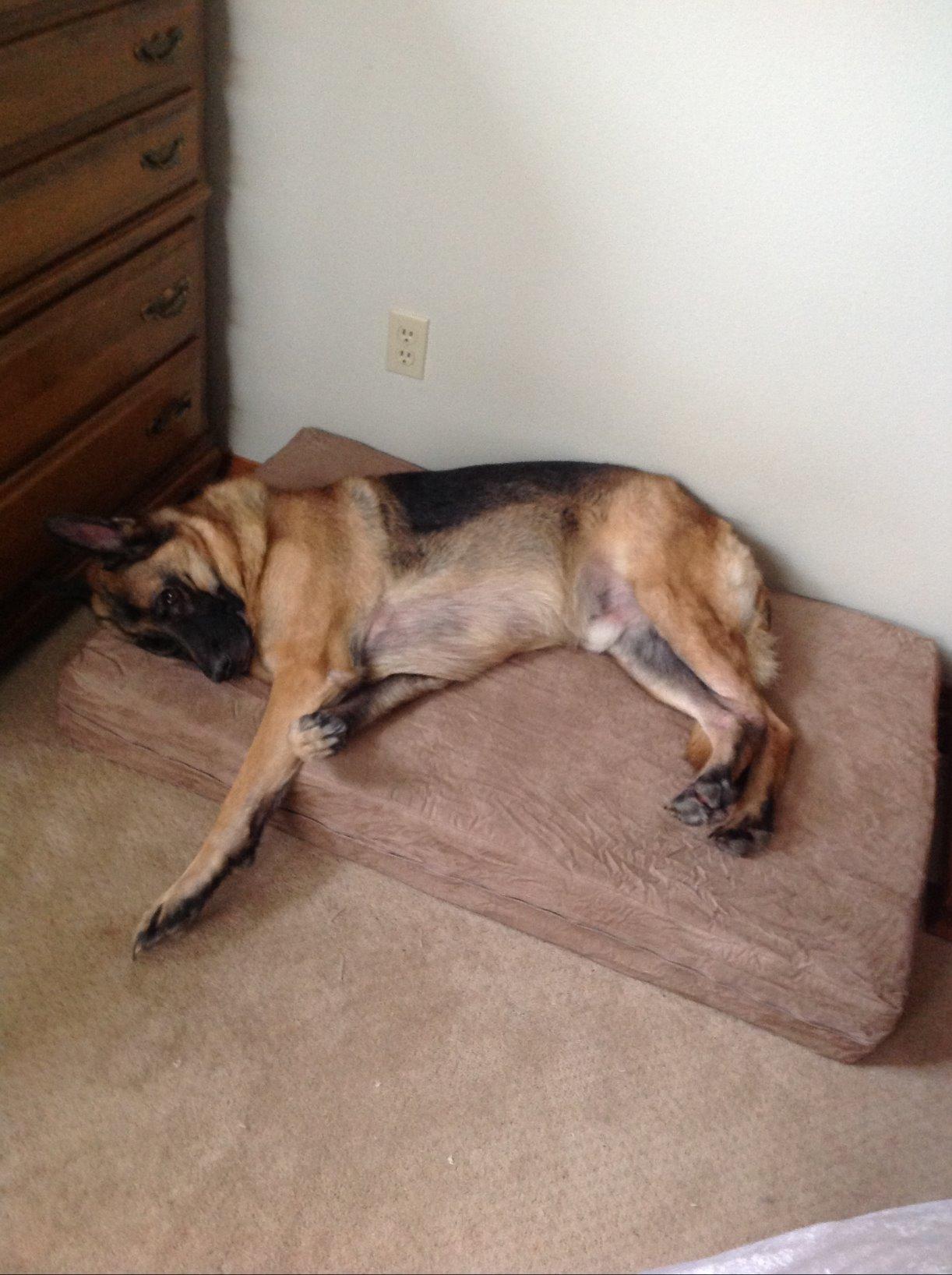 Barker Beds Large Orthopedic Dog Bed - 7