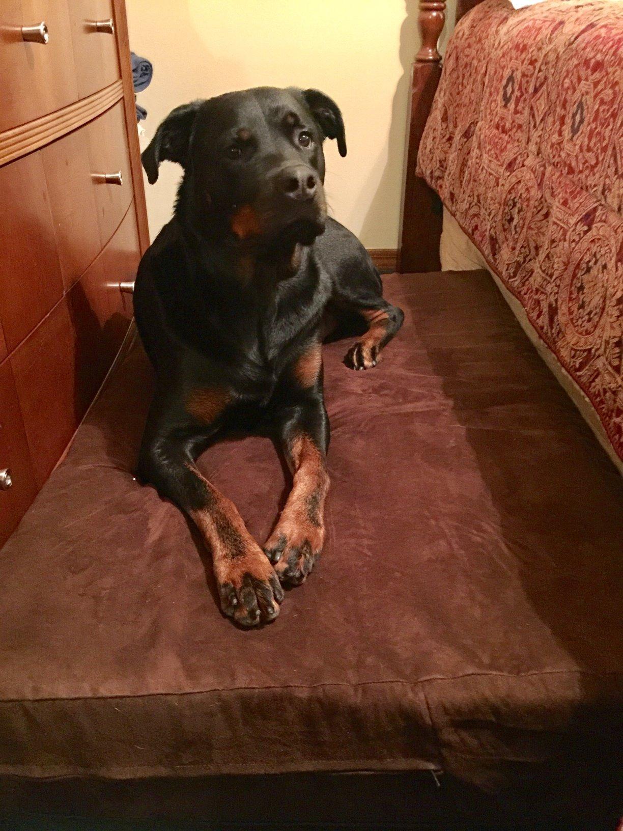 Barker Beds Large Orthopedic Dog Bed - 7