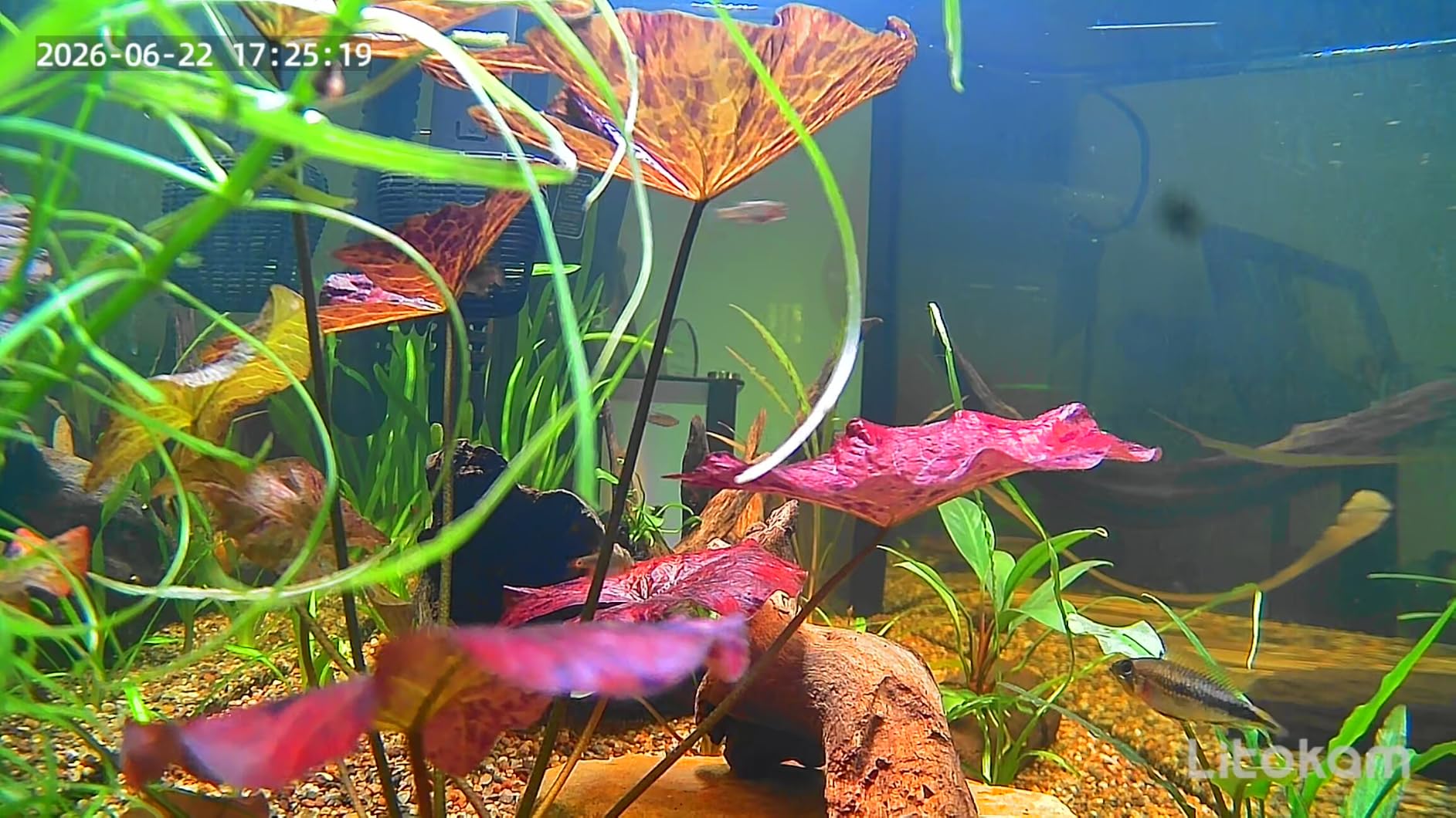litokam F1.0 Aperture Fish Tank & Reptile Pet Camera. 2K 3MP Anti-Glare Aquarium Terrarium Camera with Close-Focus Lens, 147 Degree Ultra-Wide Angle, 3X Zoom, 2.4G/5GHz WiFi customer photo 1